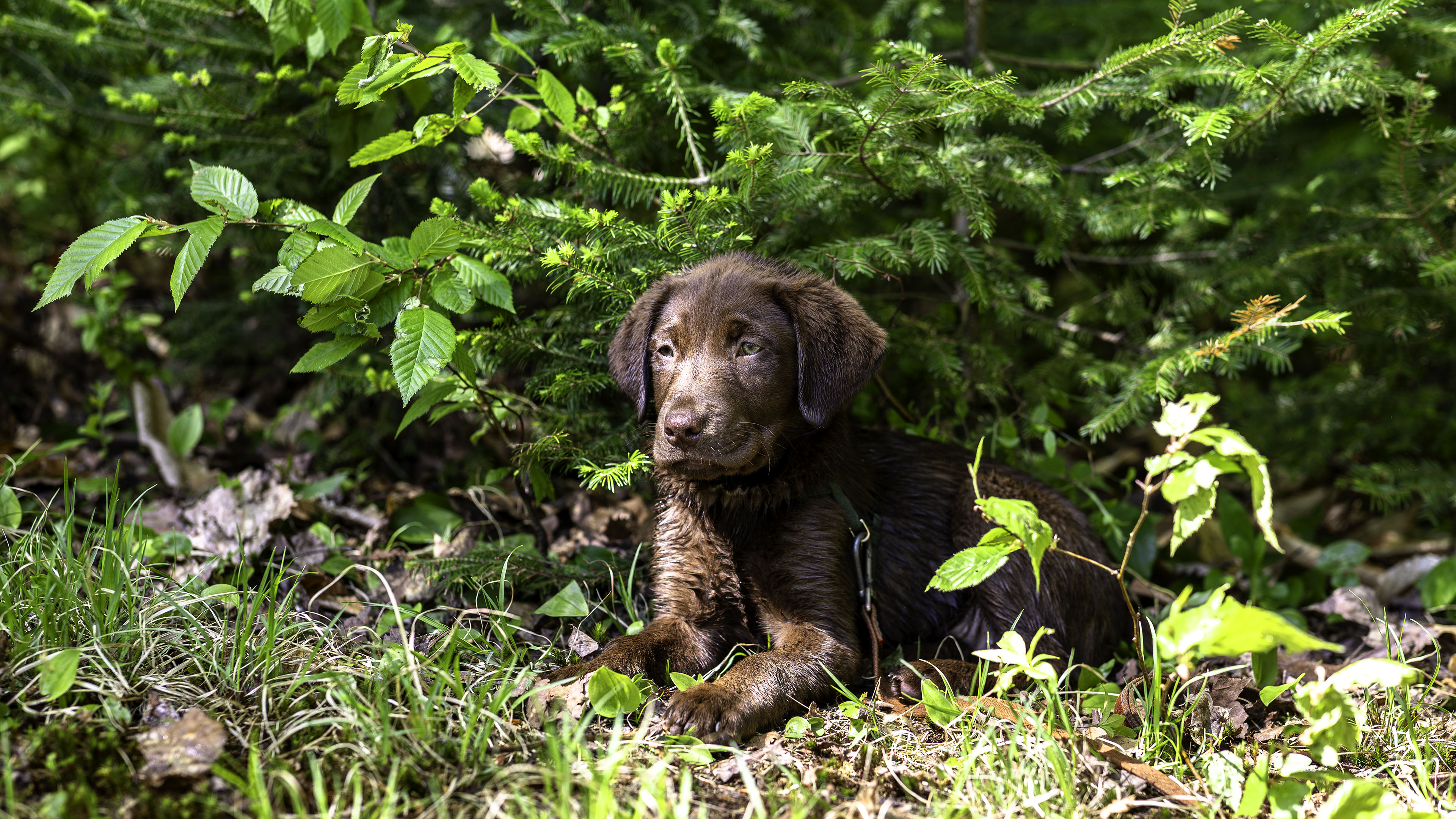 taiga_couche_herbe_lac