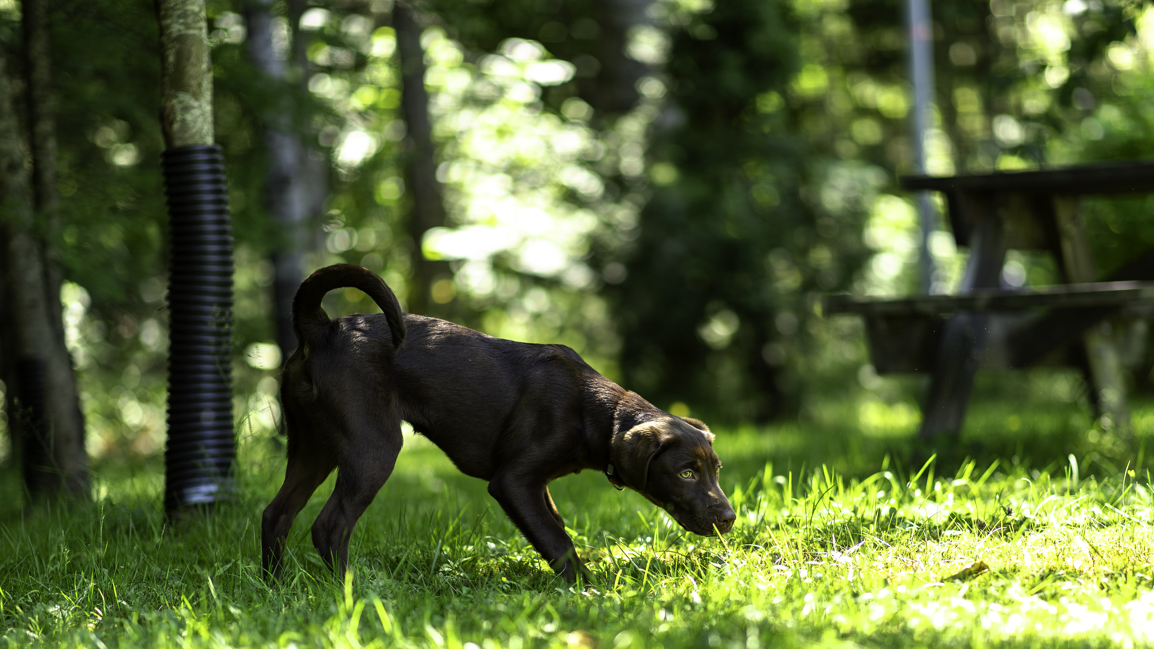 taiga_cours_bebe_contrejour_2