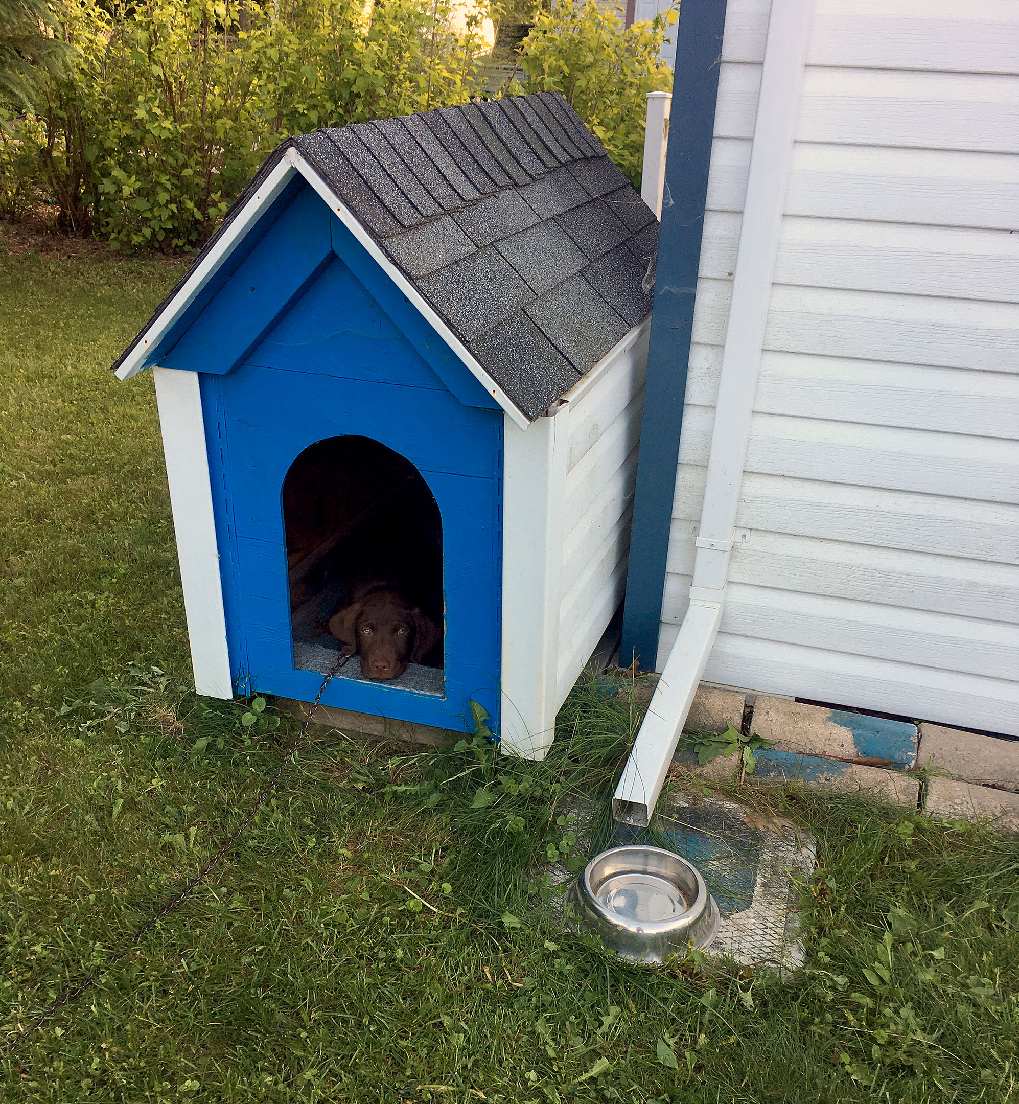 taiga_doghouse_rest