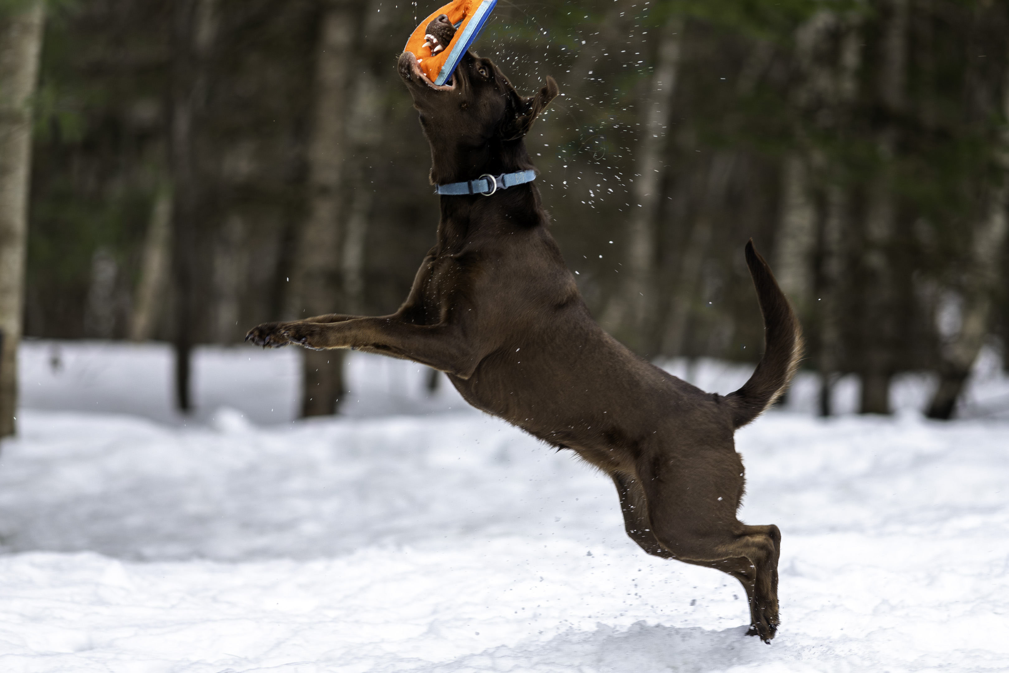 taiga_fetch_disk_catch_air_snatch_snow