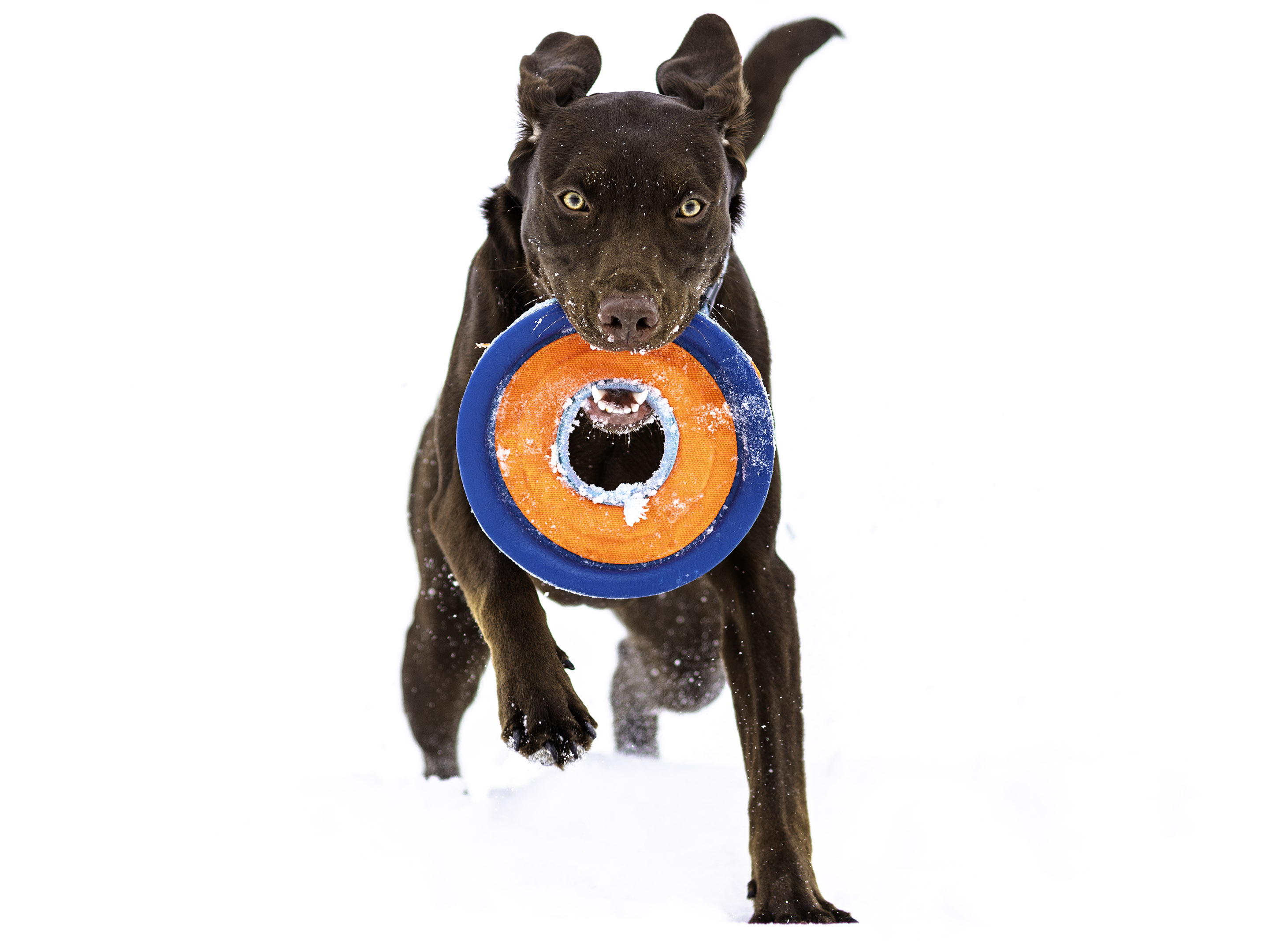 taiga_fetch_snowstorm_field_disc