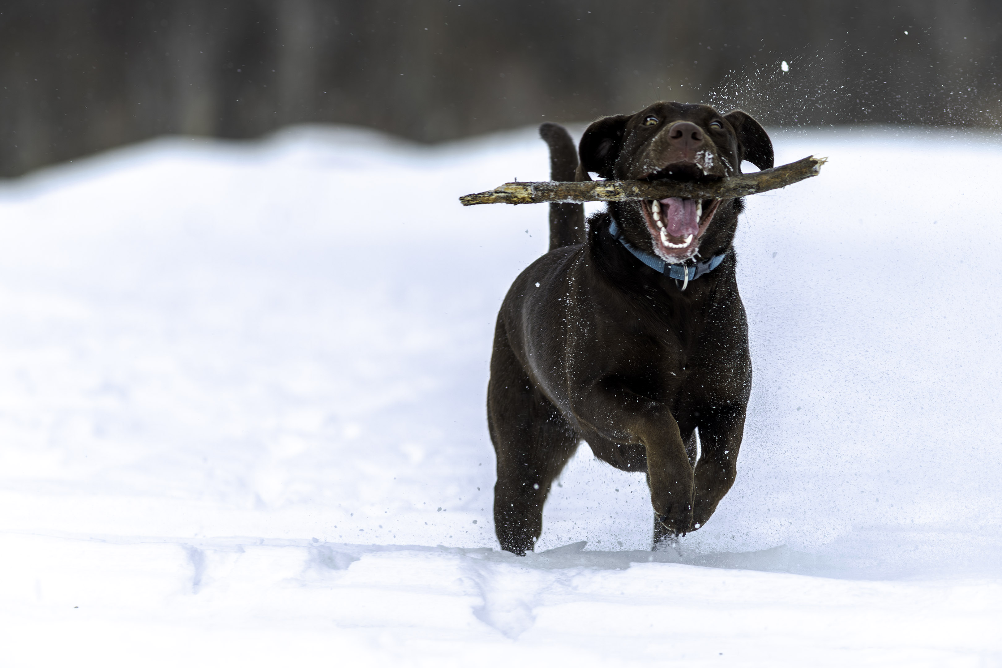 taiga_fetch_snowstorm_field_glad