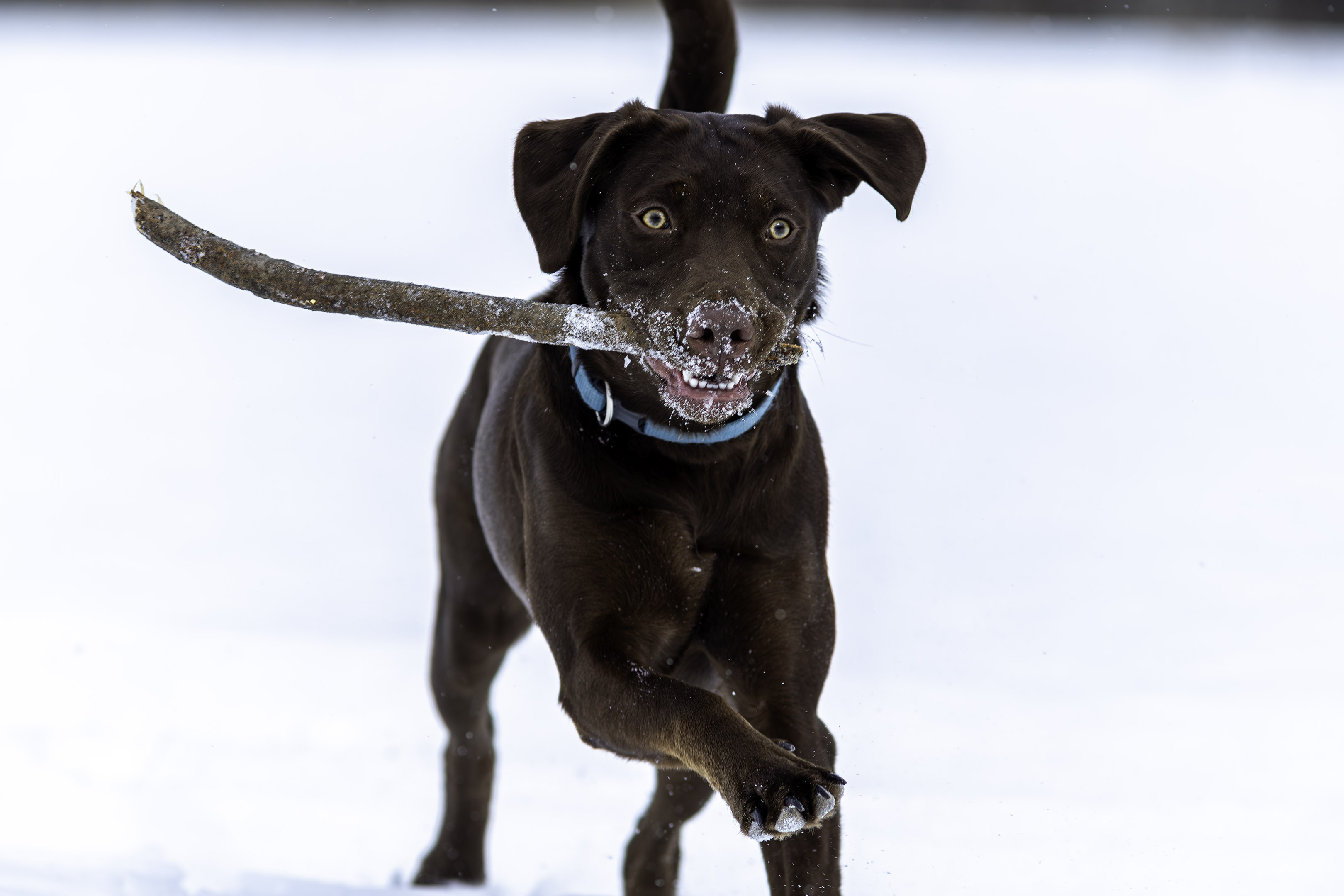 taiga_fetch_snowstorm_field_look