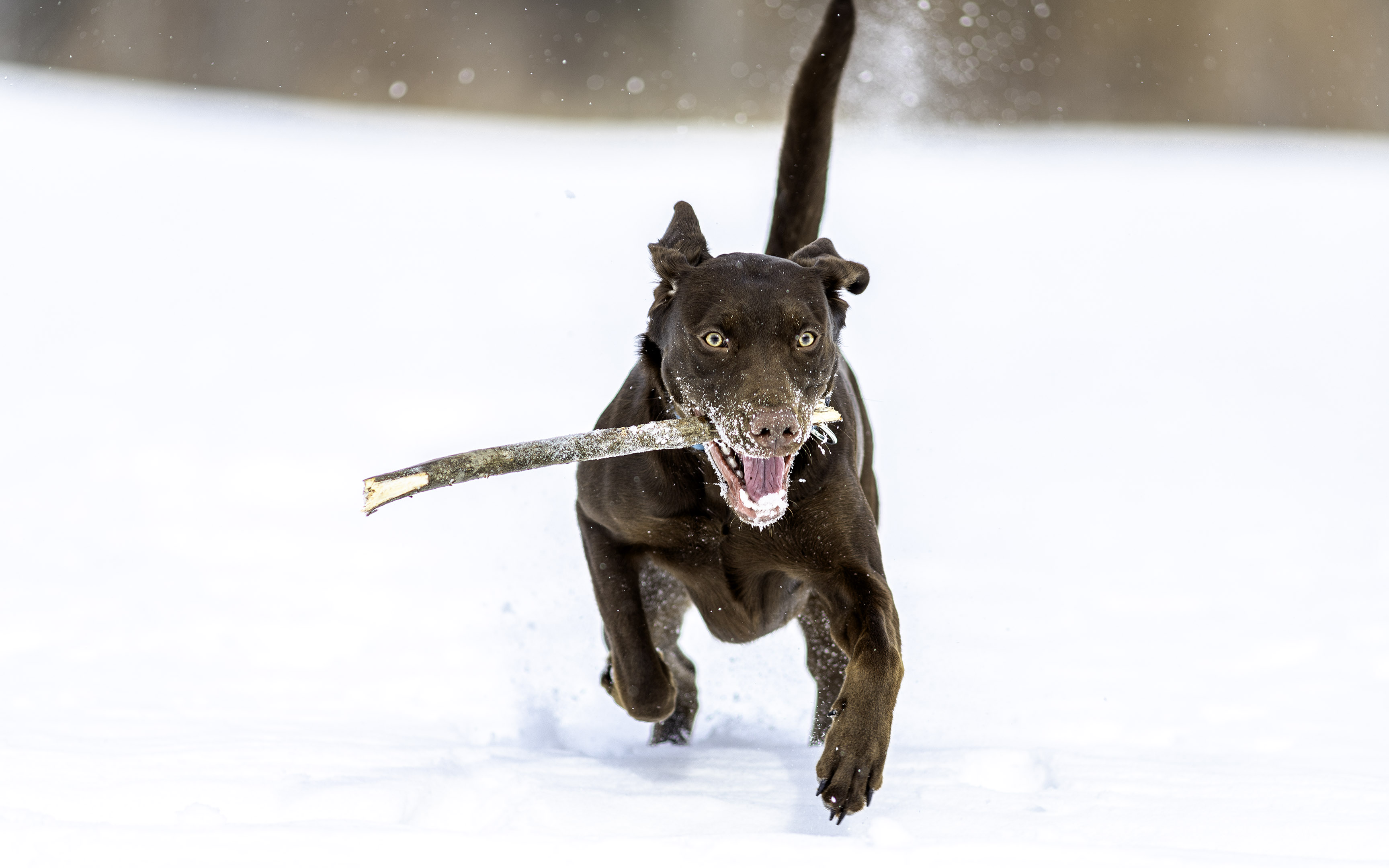 taiga_fetch_snowstorm_field_twig