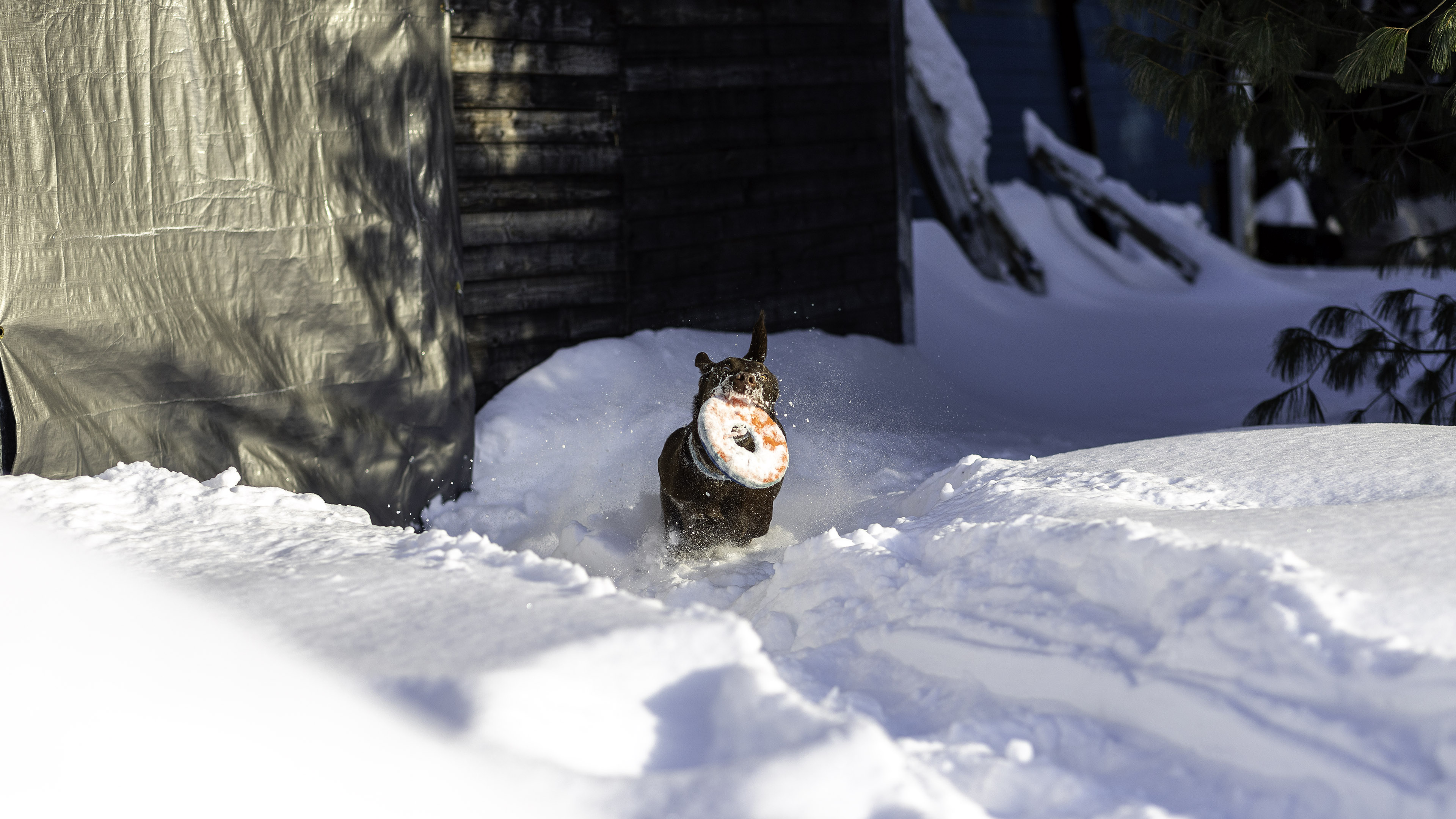taiga_frisbee_neige_cours_01