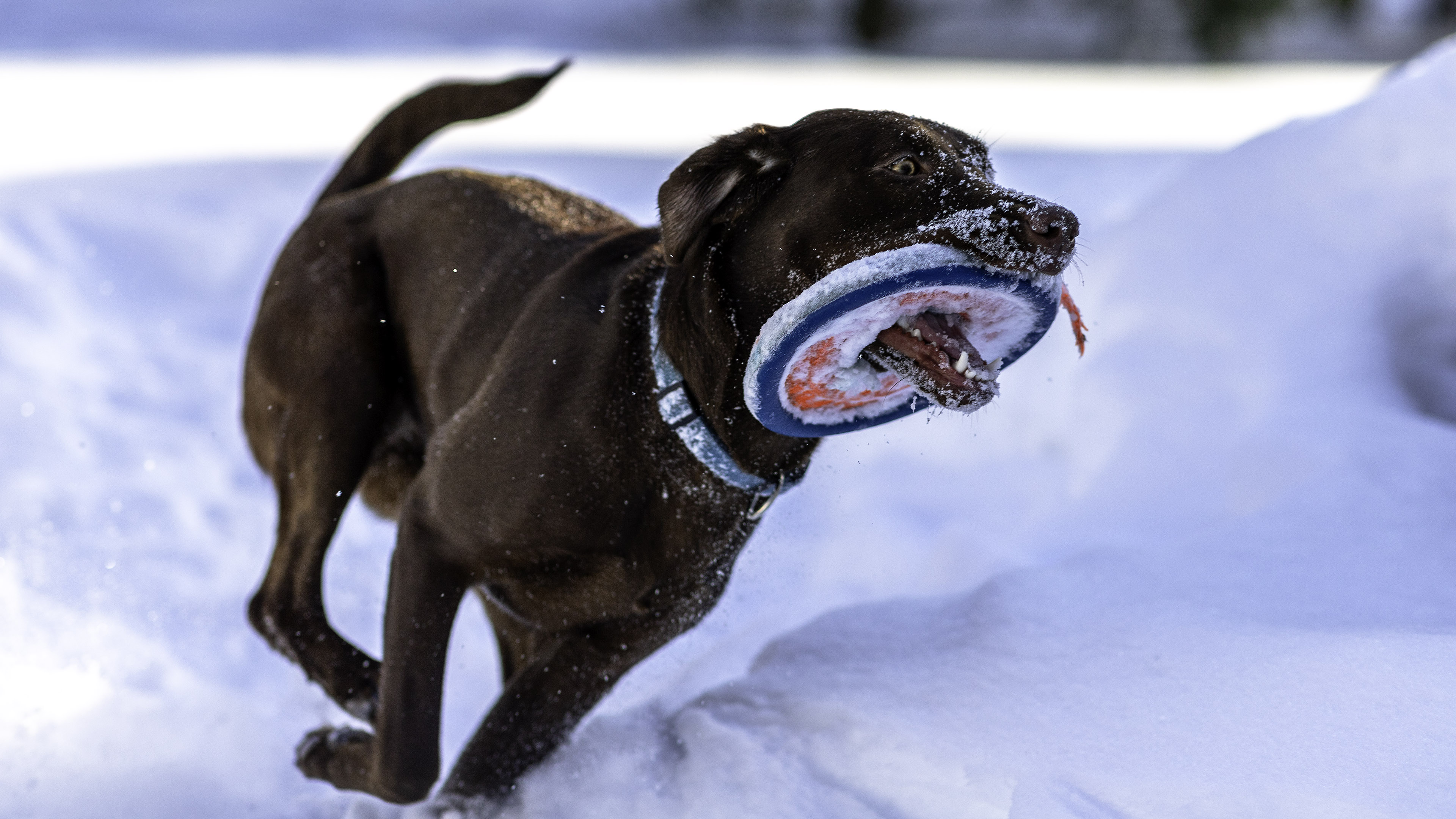 taiga_frisbee_neige_cours_02