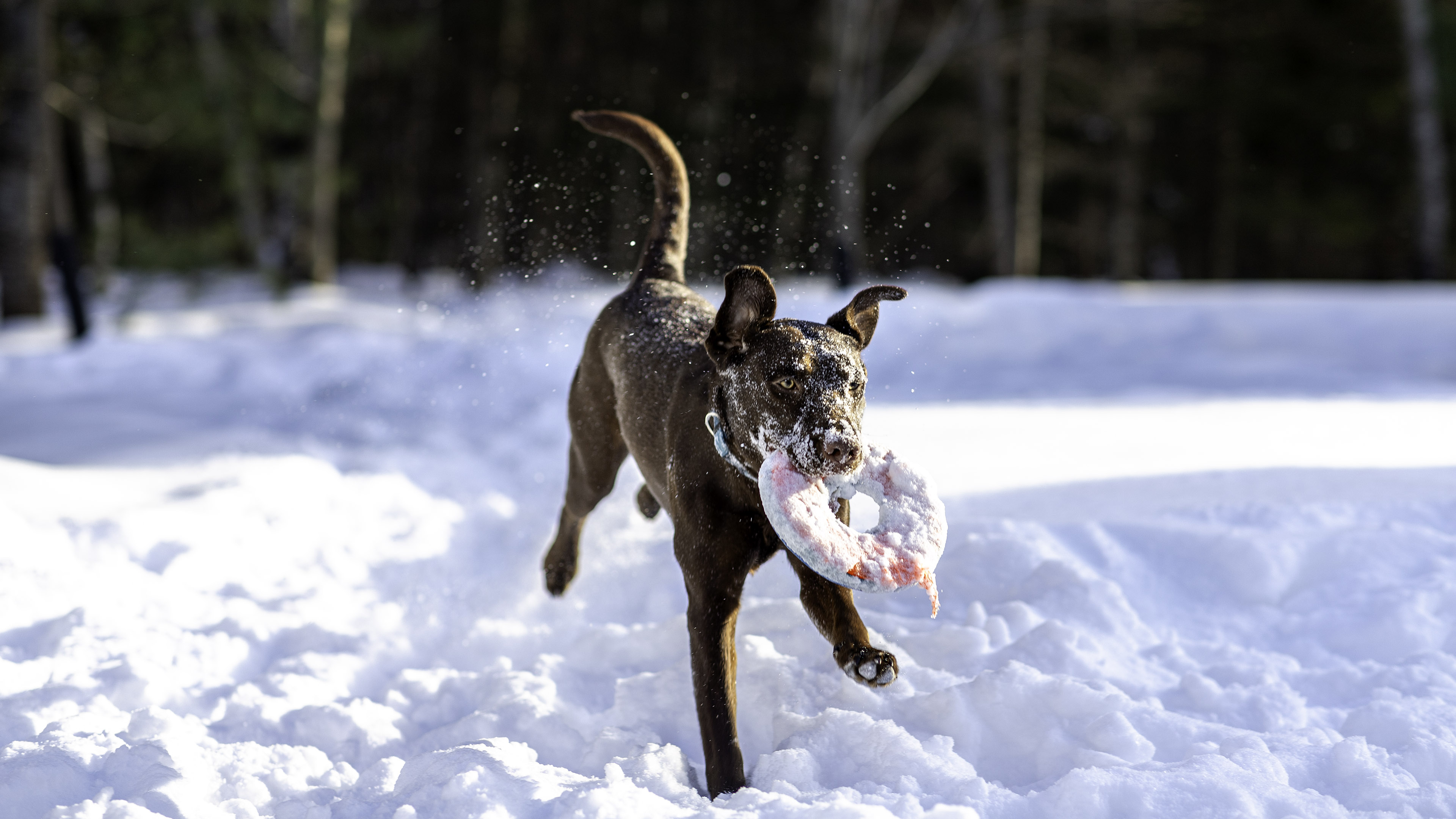 taiga_frisbee_neige_cours_03