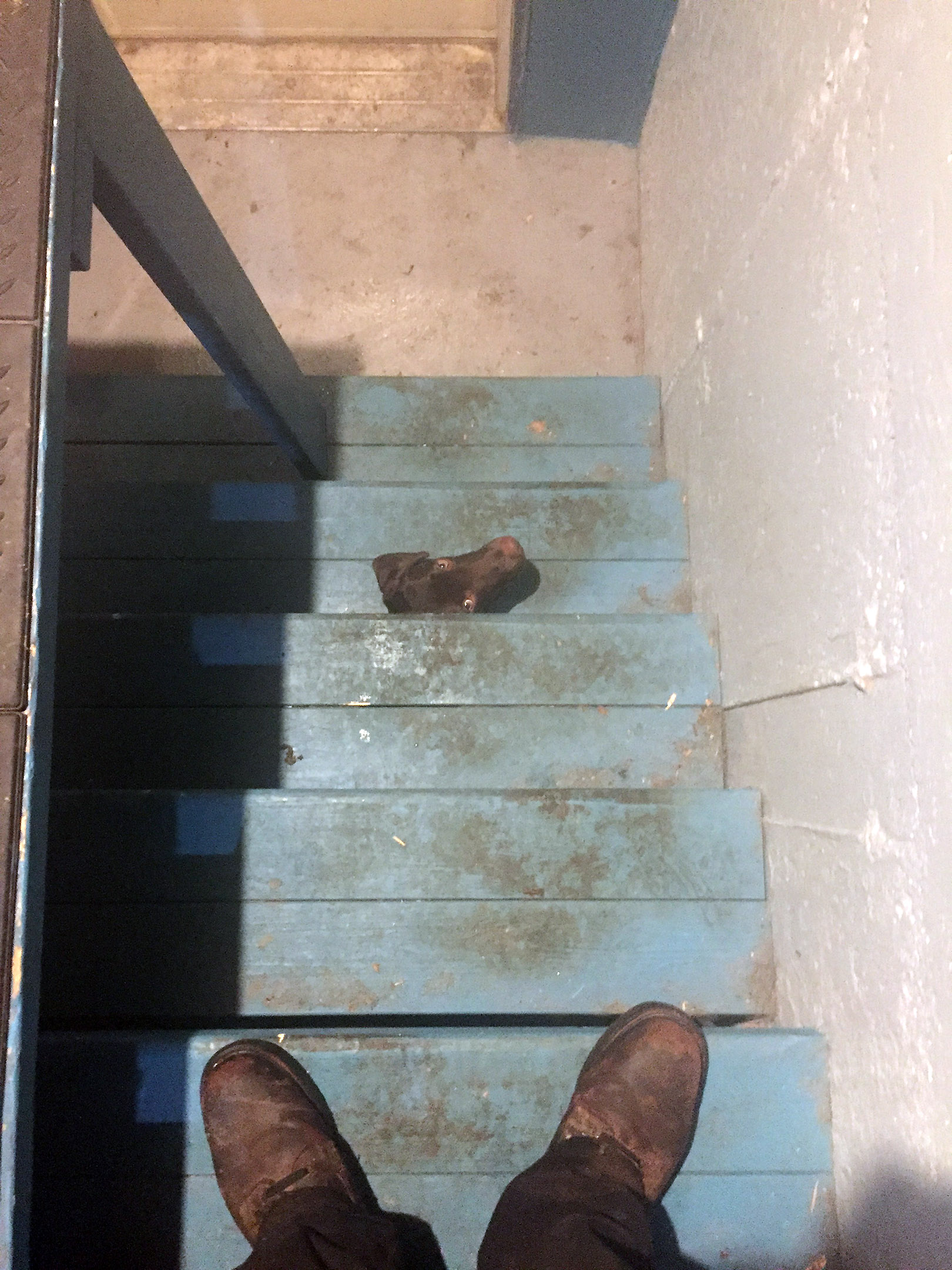 taiga_hide_bandsaw_stair_basement