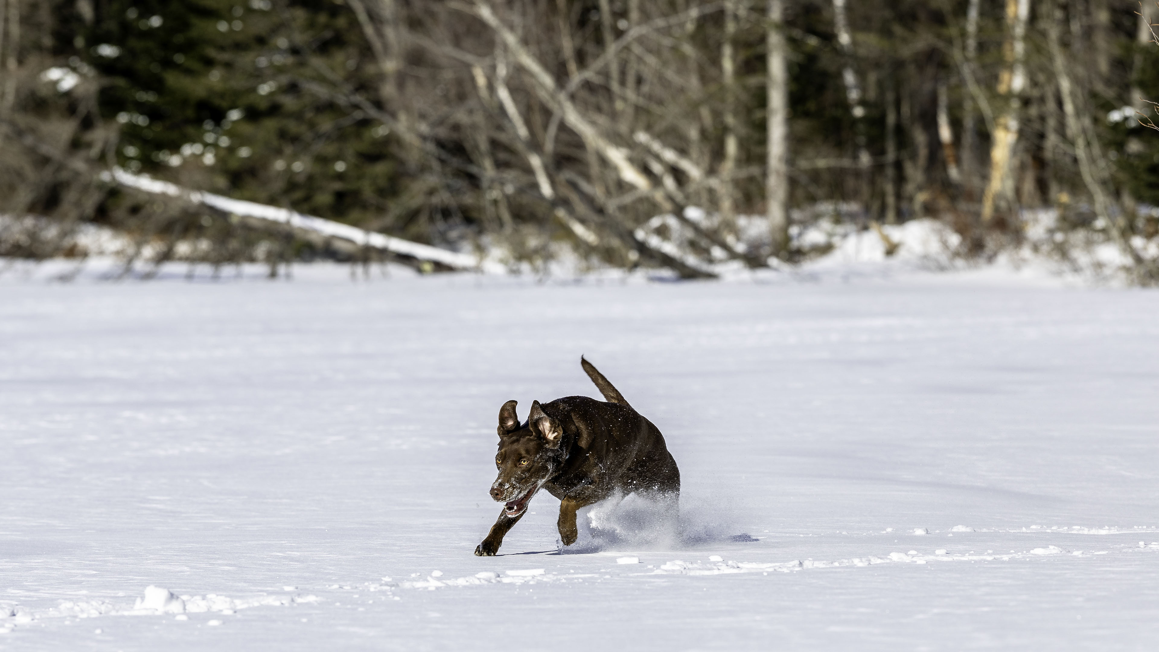 taiga_lake_snow_2