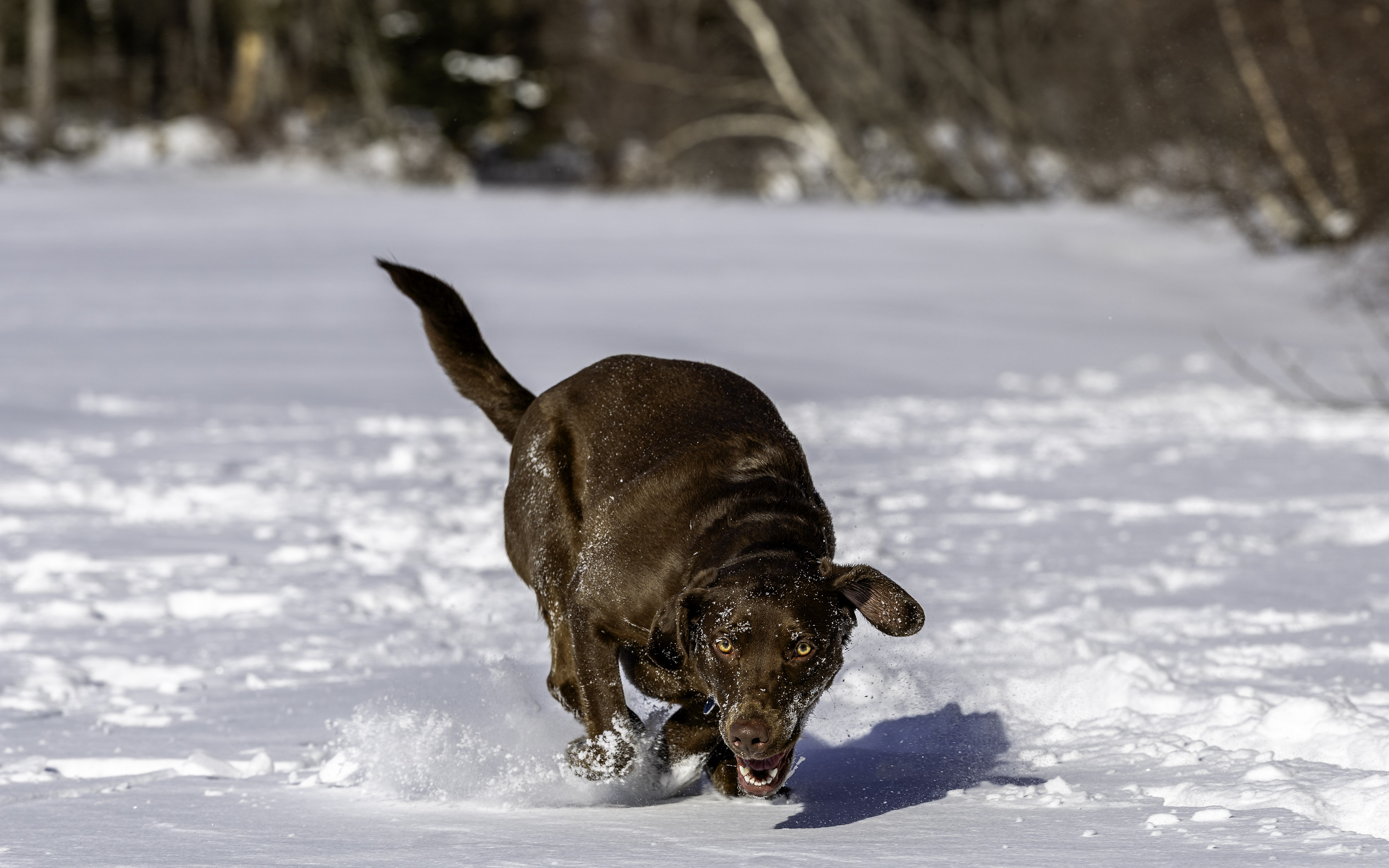 taiga_lake_snow_4