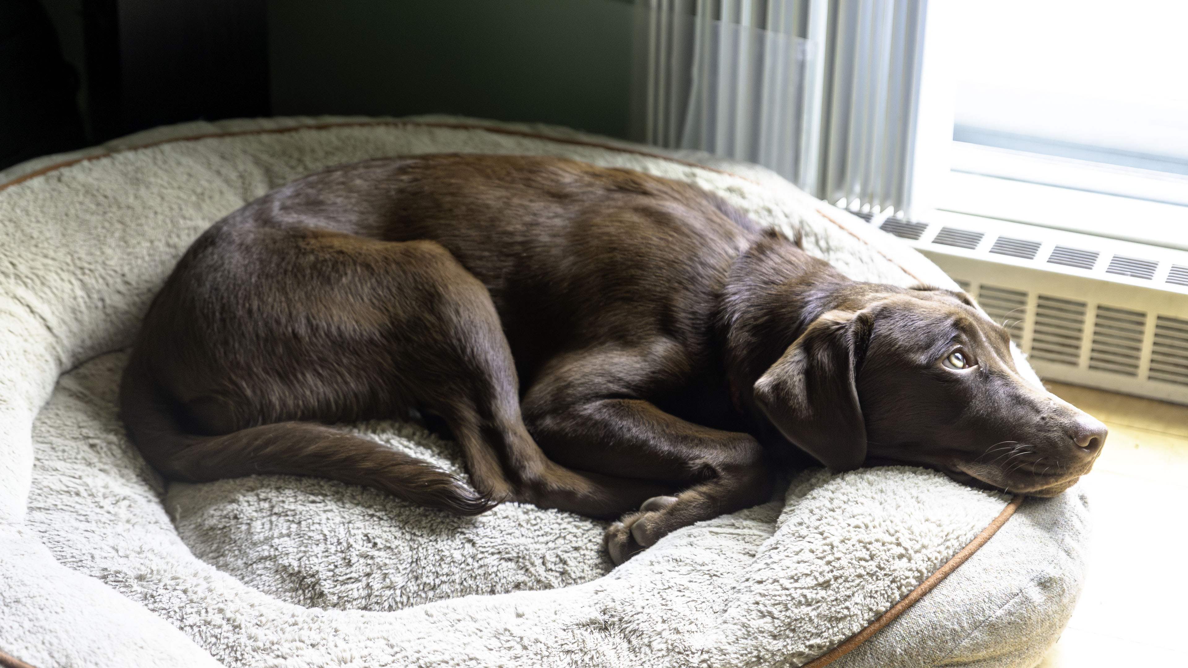 taiga_lay_dog_bed