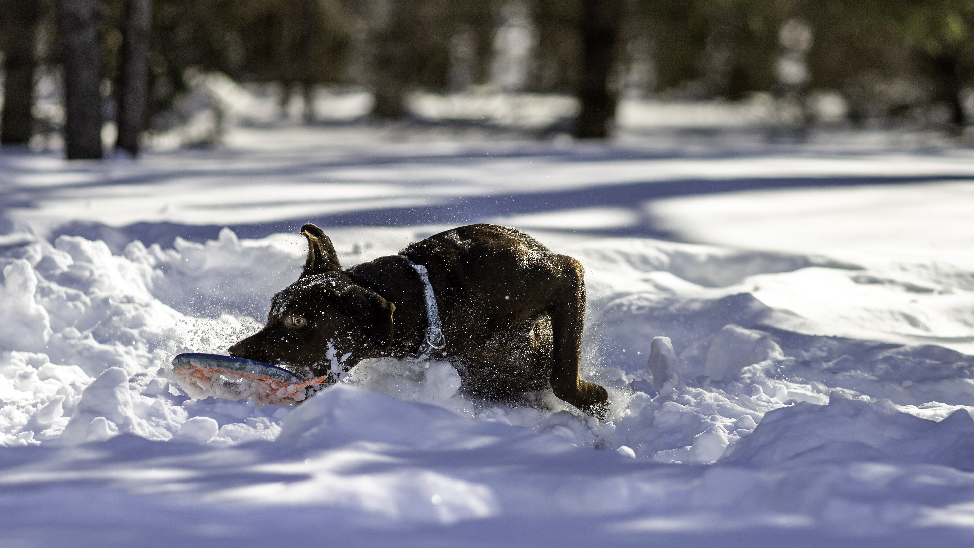 taiga_neige_disc_280mmf4_3
