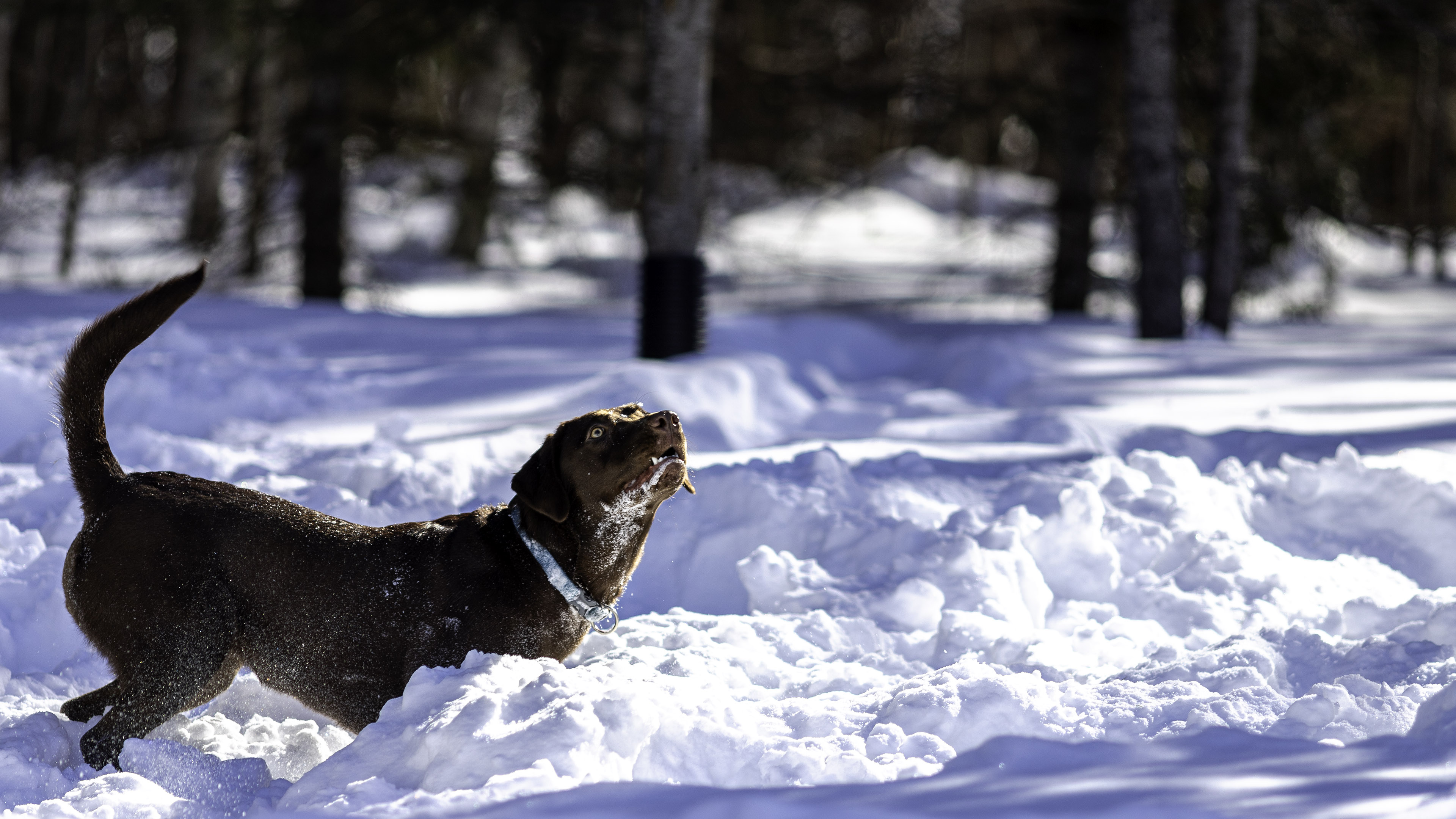 taiga_neige_disc_280mmf4_4
