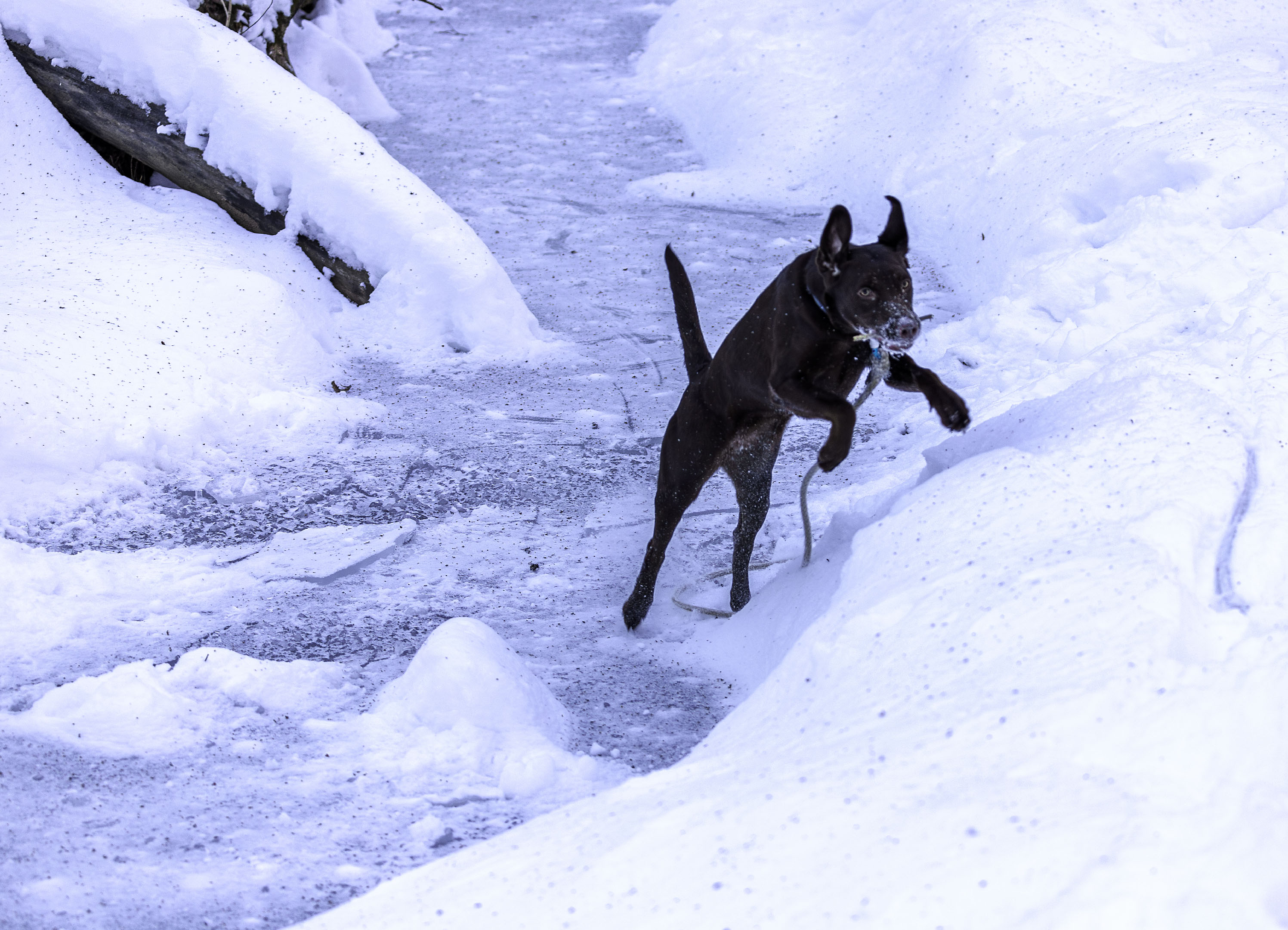 taiga_river_ice_jump_fetch