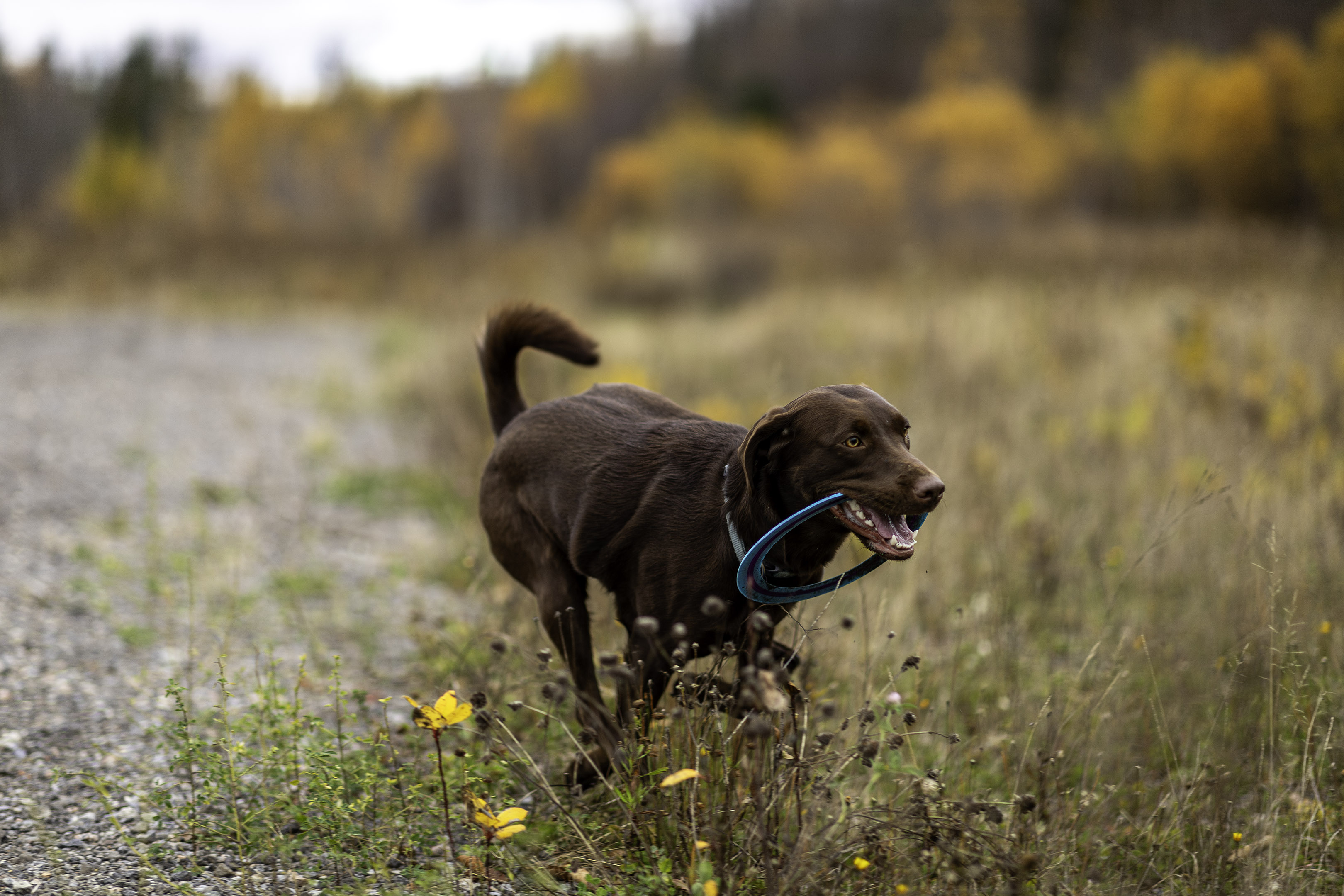 taiga_run_frisbee_autumn