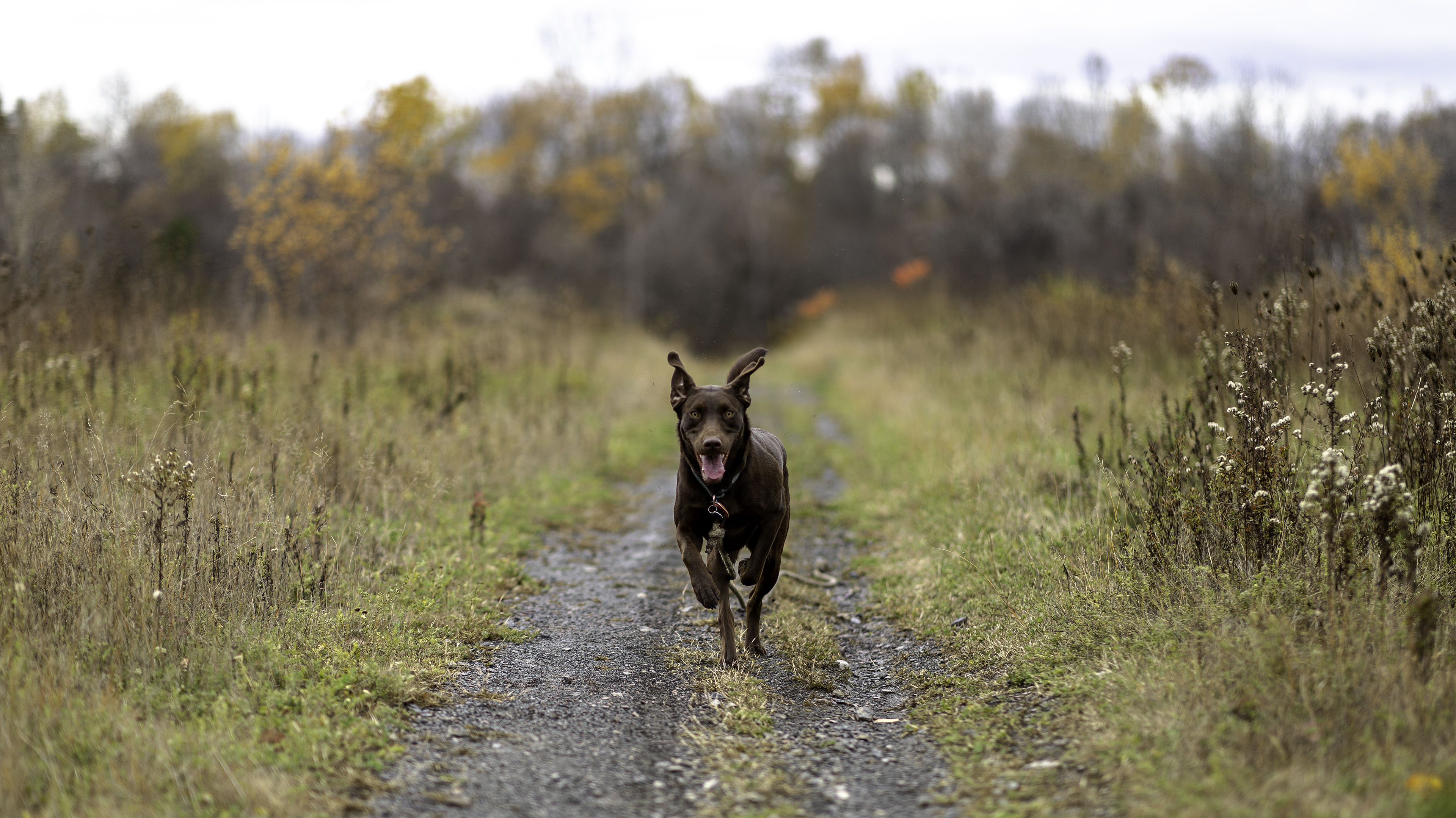 taiga_run_trail_autumn
