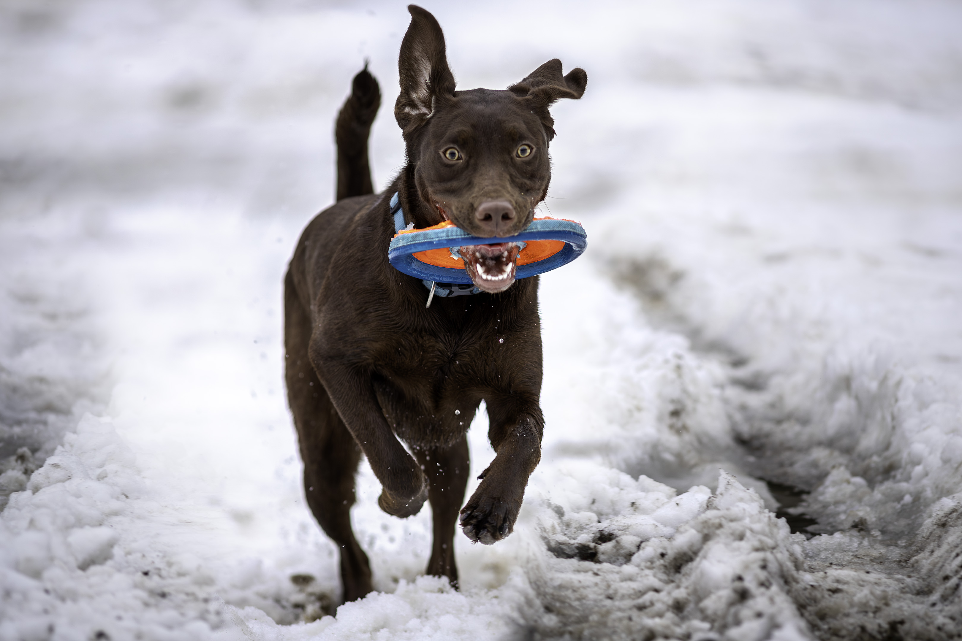 taiga_slush_fetch_disc_close