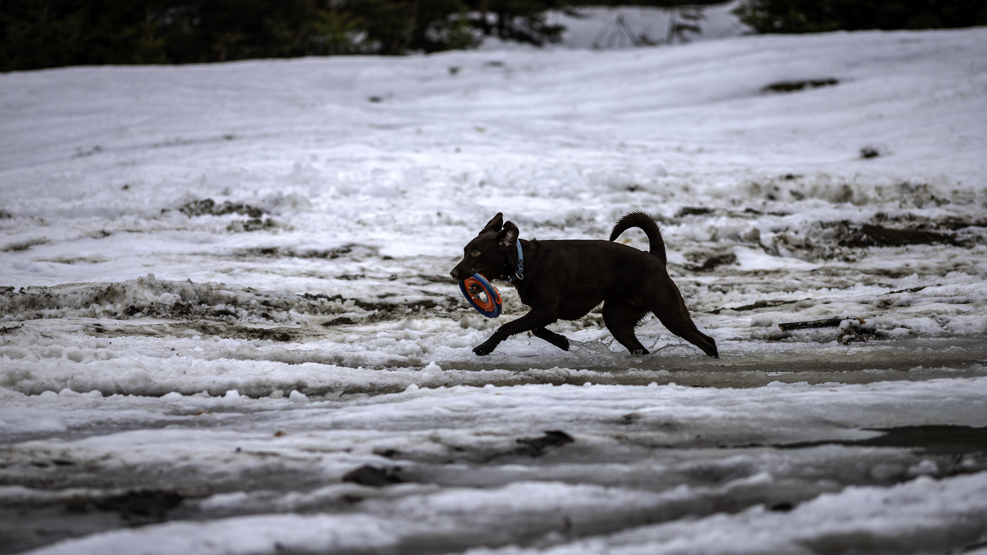 taiga_slush_fetch_disc_water_splash