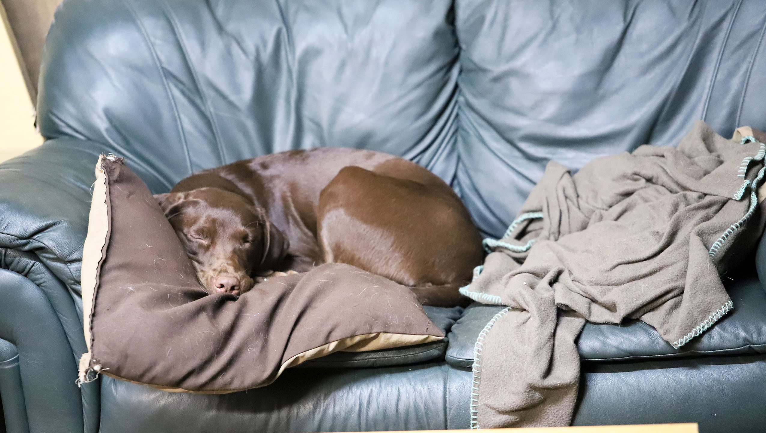 taiga_sofa_1