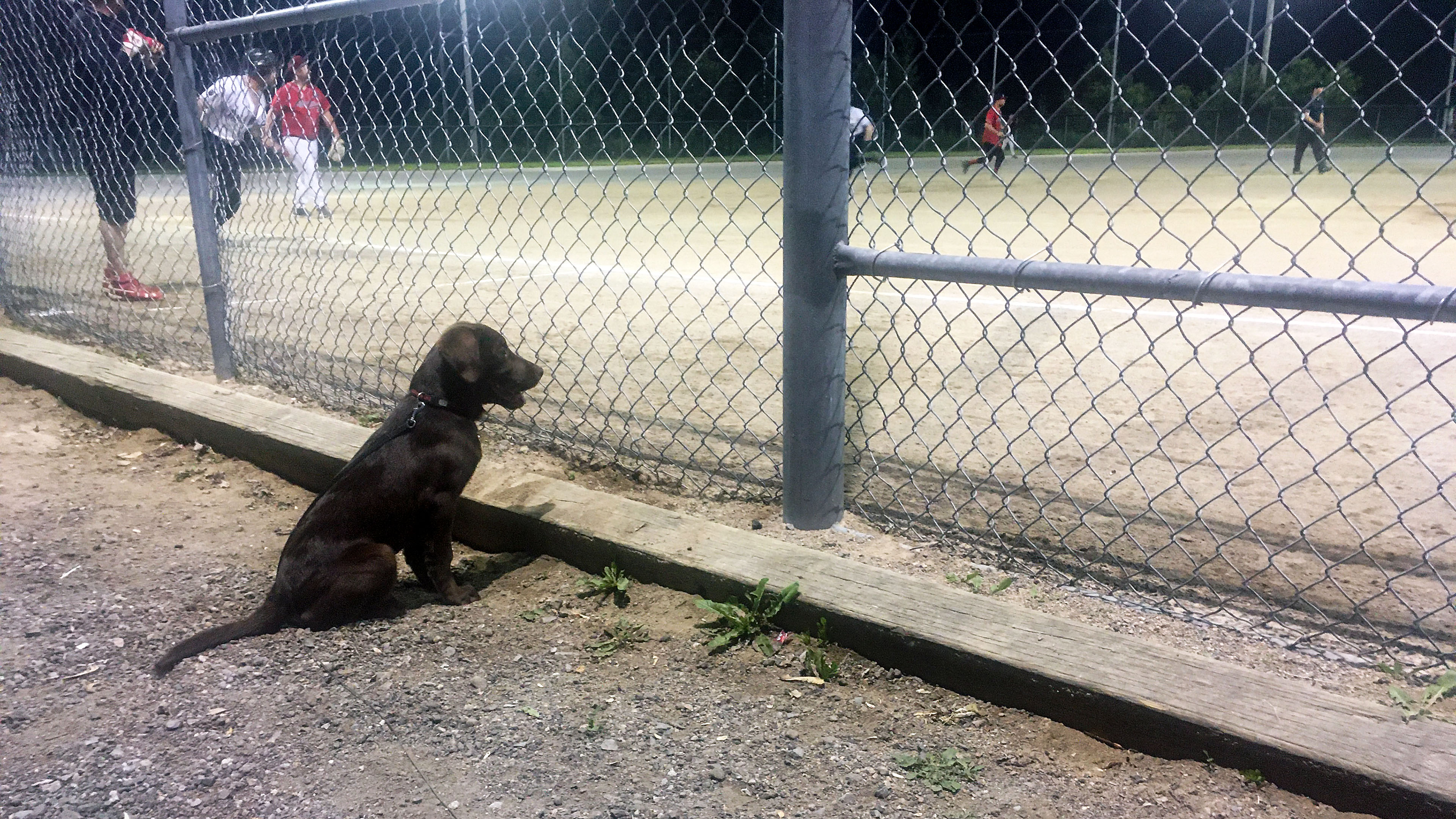 taiga_softball_fan