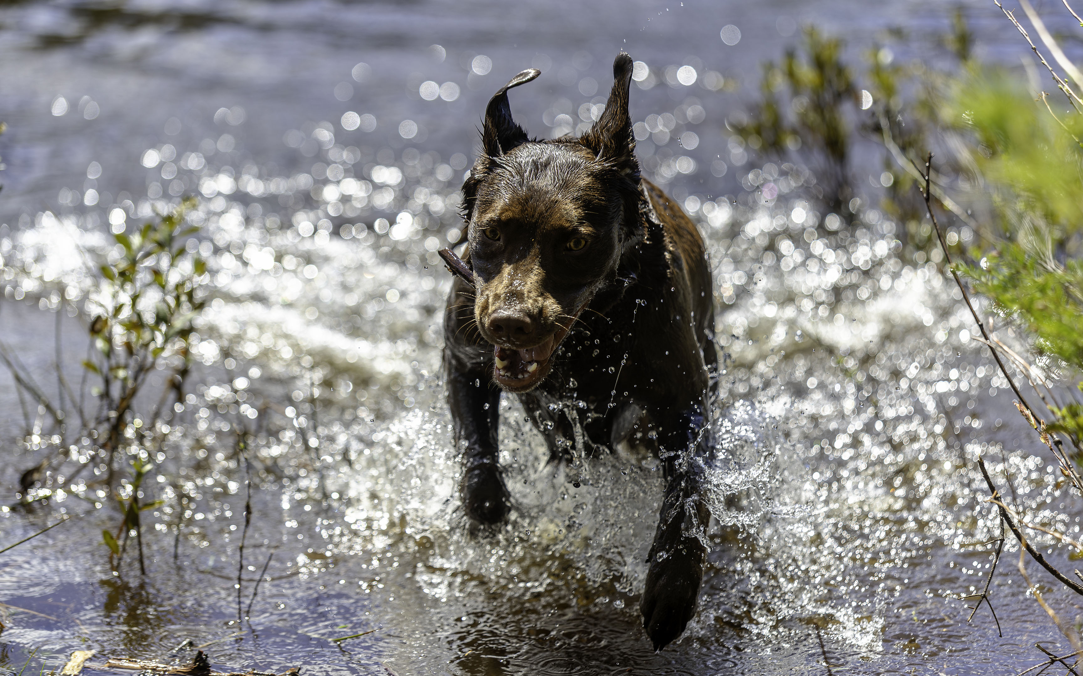 taiga_splash_lake_stick