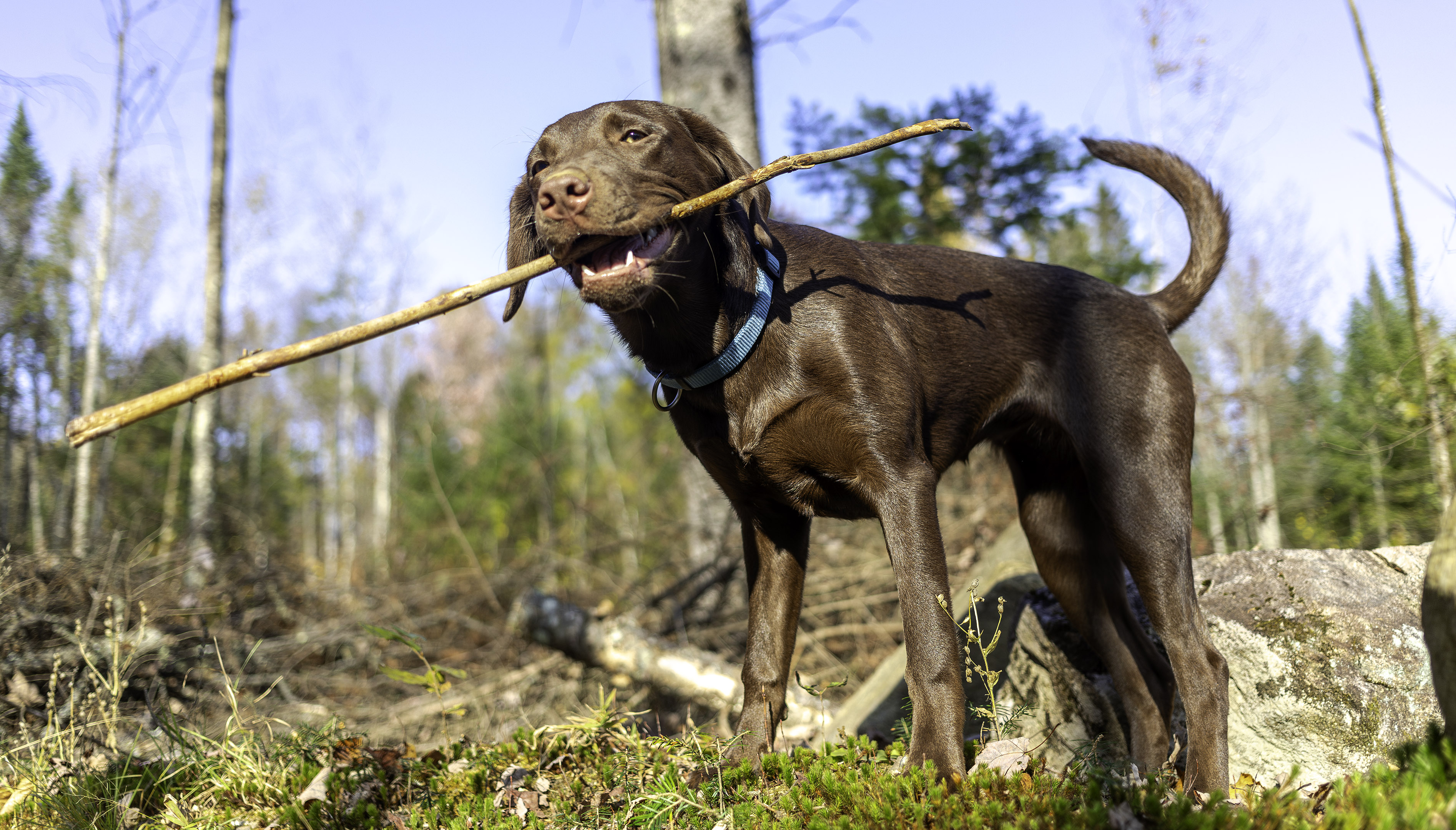 taiga_stick_blue_collar_forest