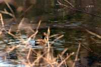 2016_04_30_etang_Bellevue_canard