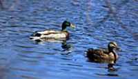 Etang_Bellevue_Canards