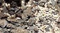 ants_nest_eggs