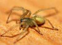 arachnopedia