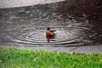 bathing_bird