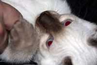 copernic_close_up