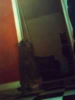 loula_chatdolivier