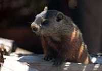marmotte