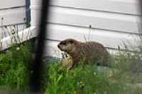 marmotte_cabanon