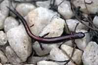 salamandre