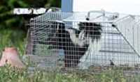 skunk_garden_shed_cage