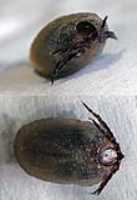 tick