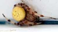 yellow_spider