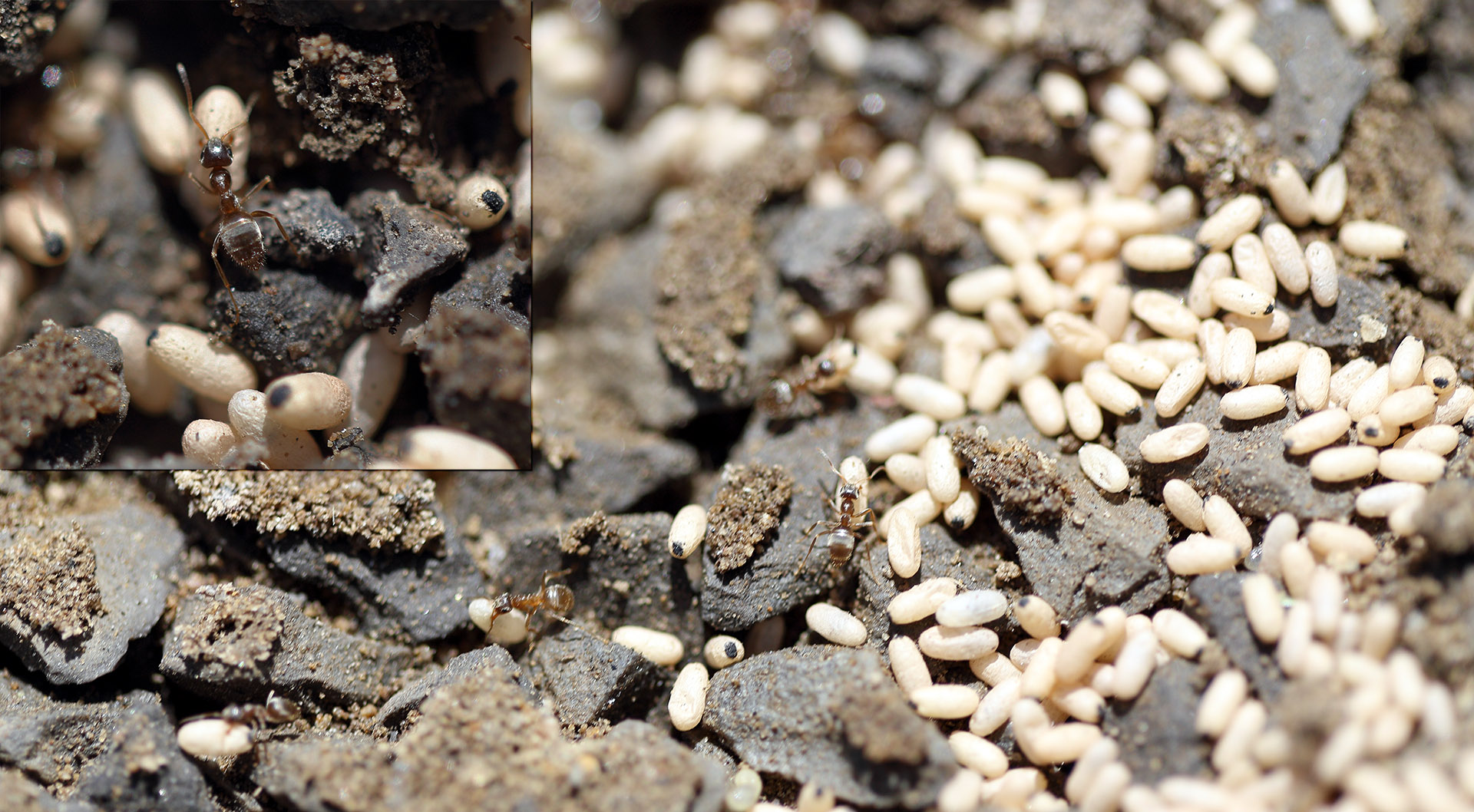 ants_nest_eggs