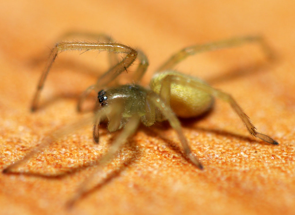 arachnopedia