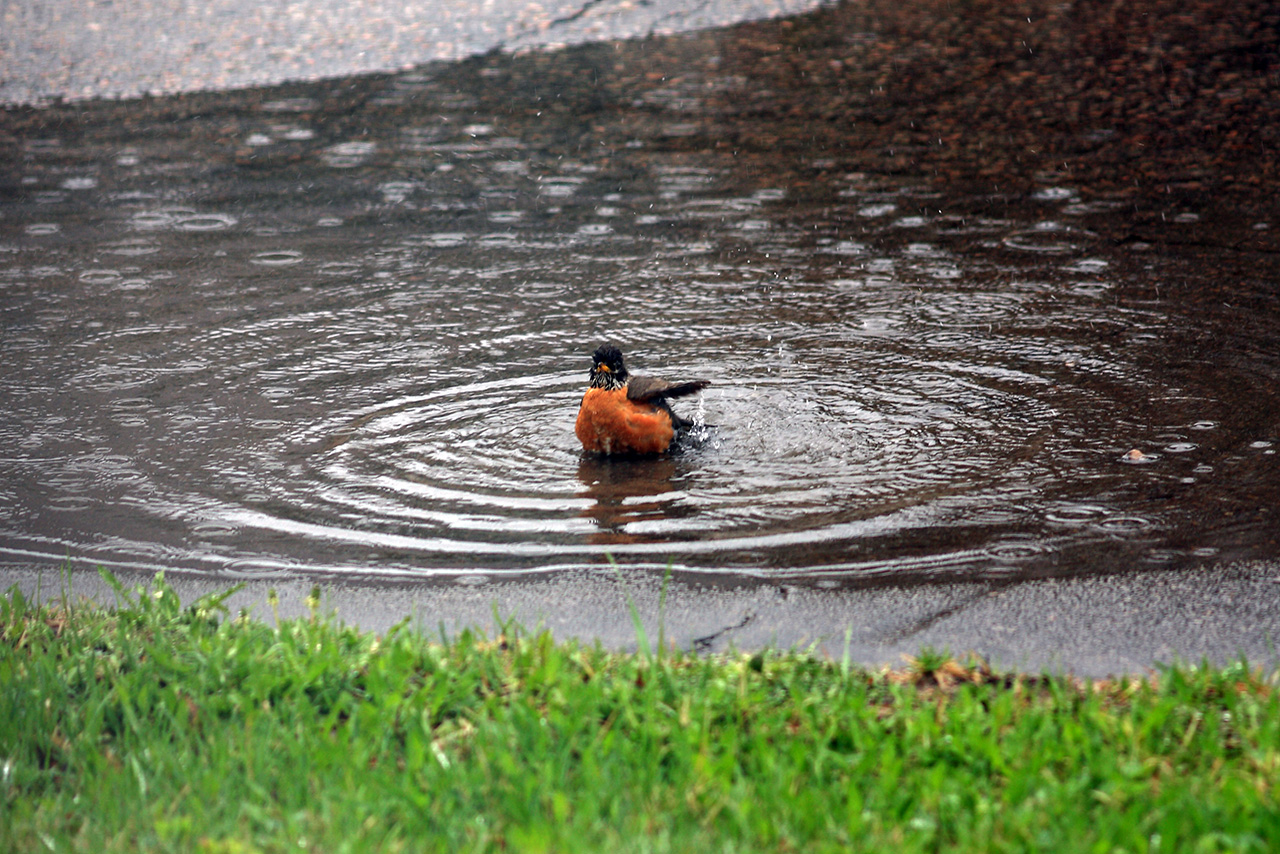 bathing_bird