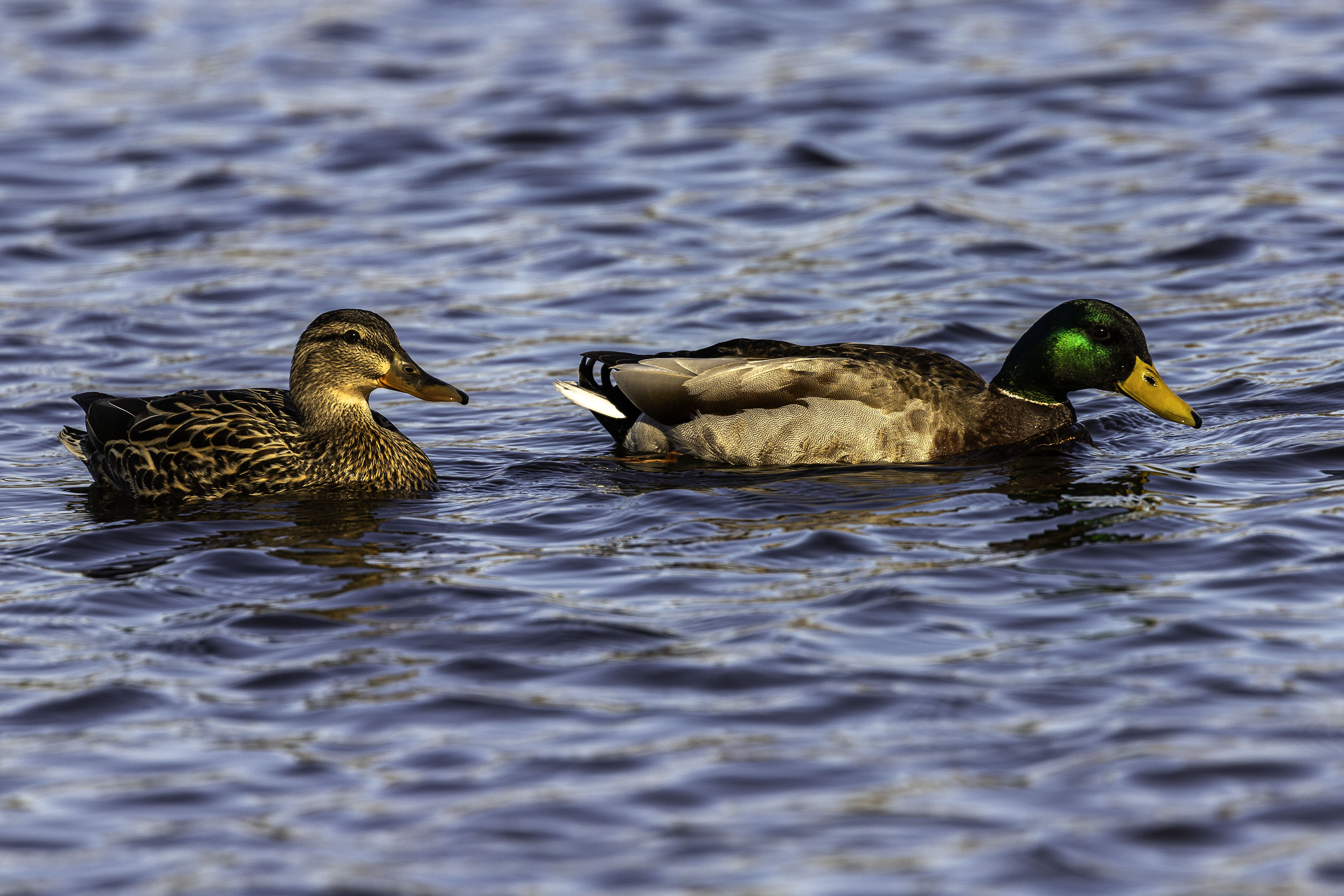 duck_male_female_water