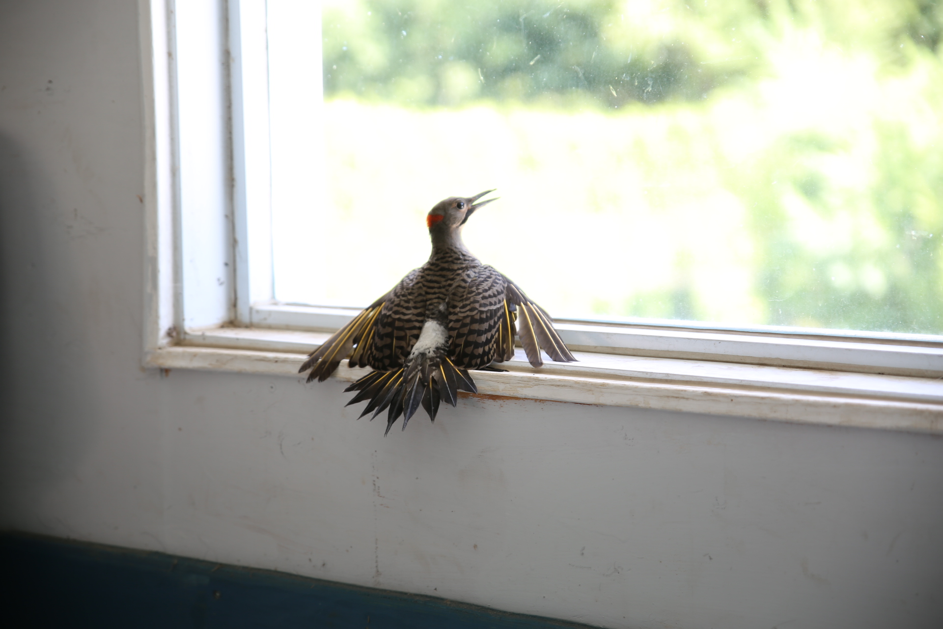 fireplace_trapped_bird