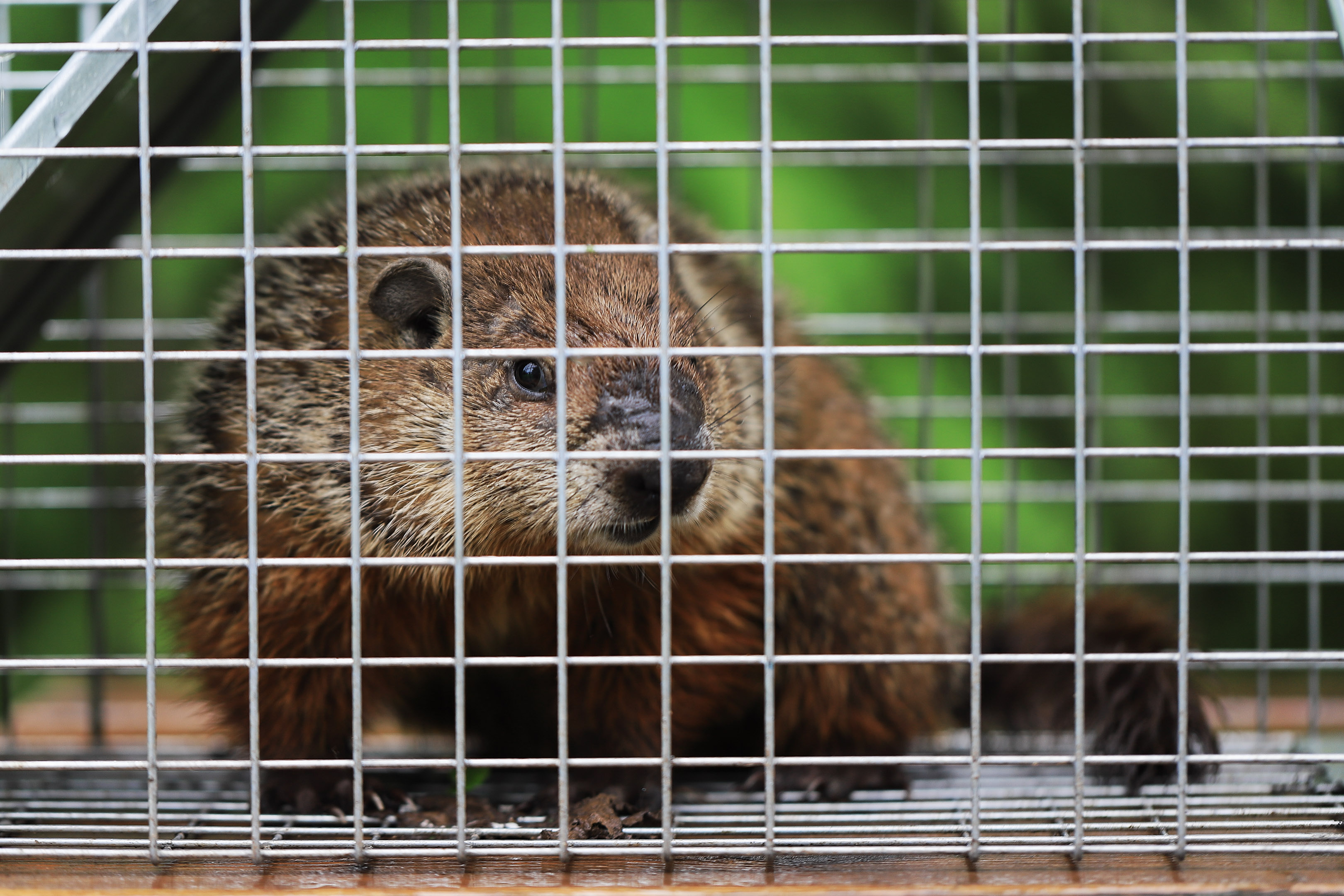 marmotte_cage