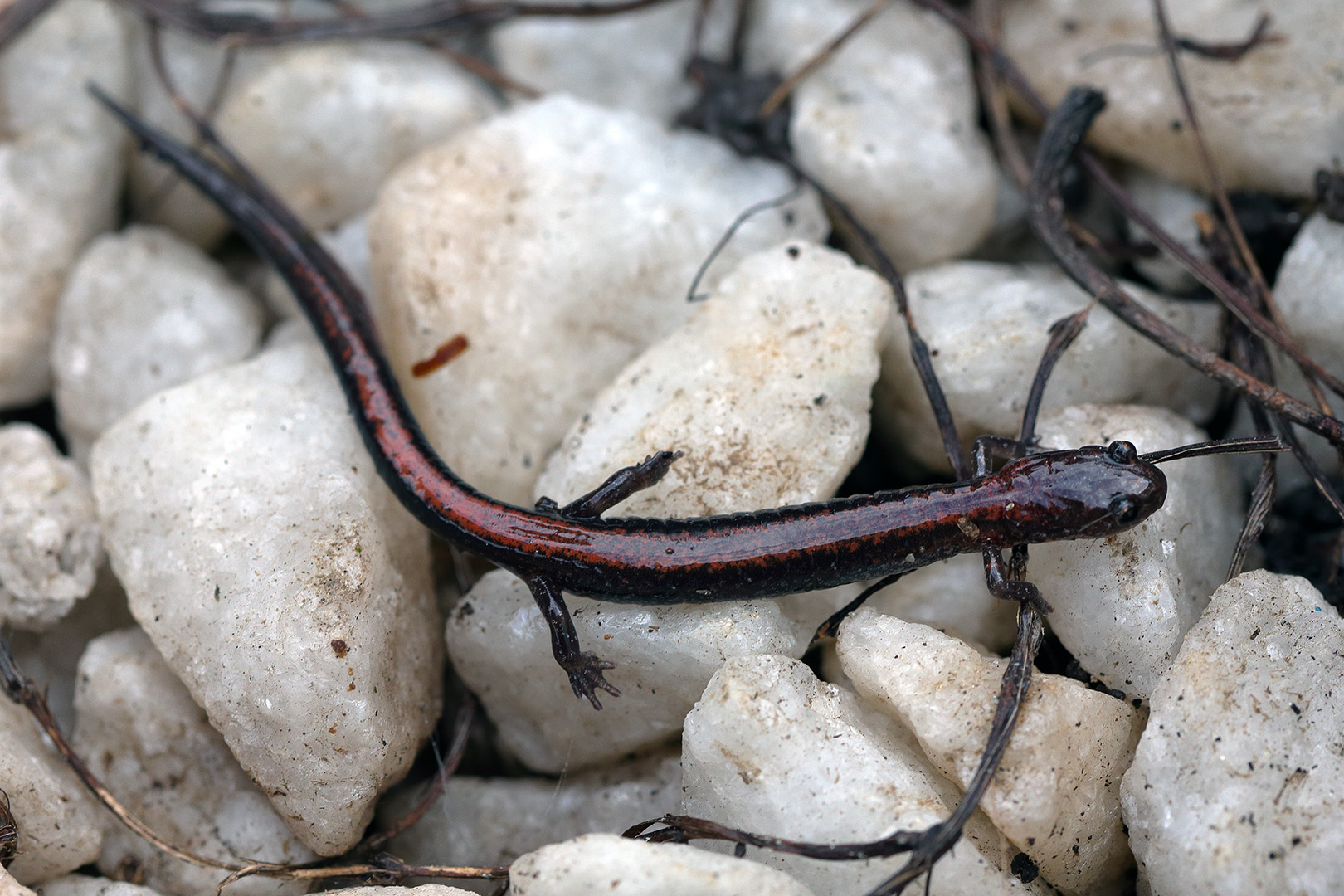 salamandre