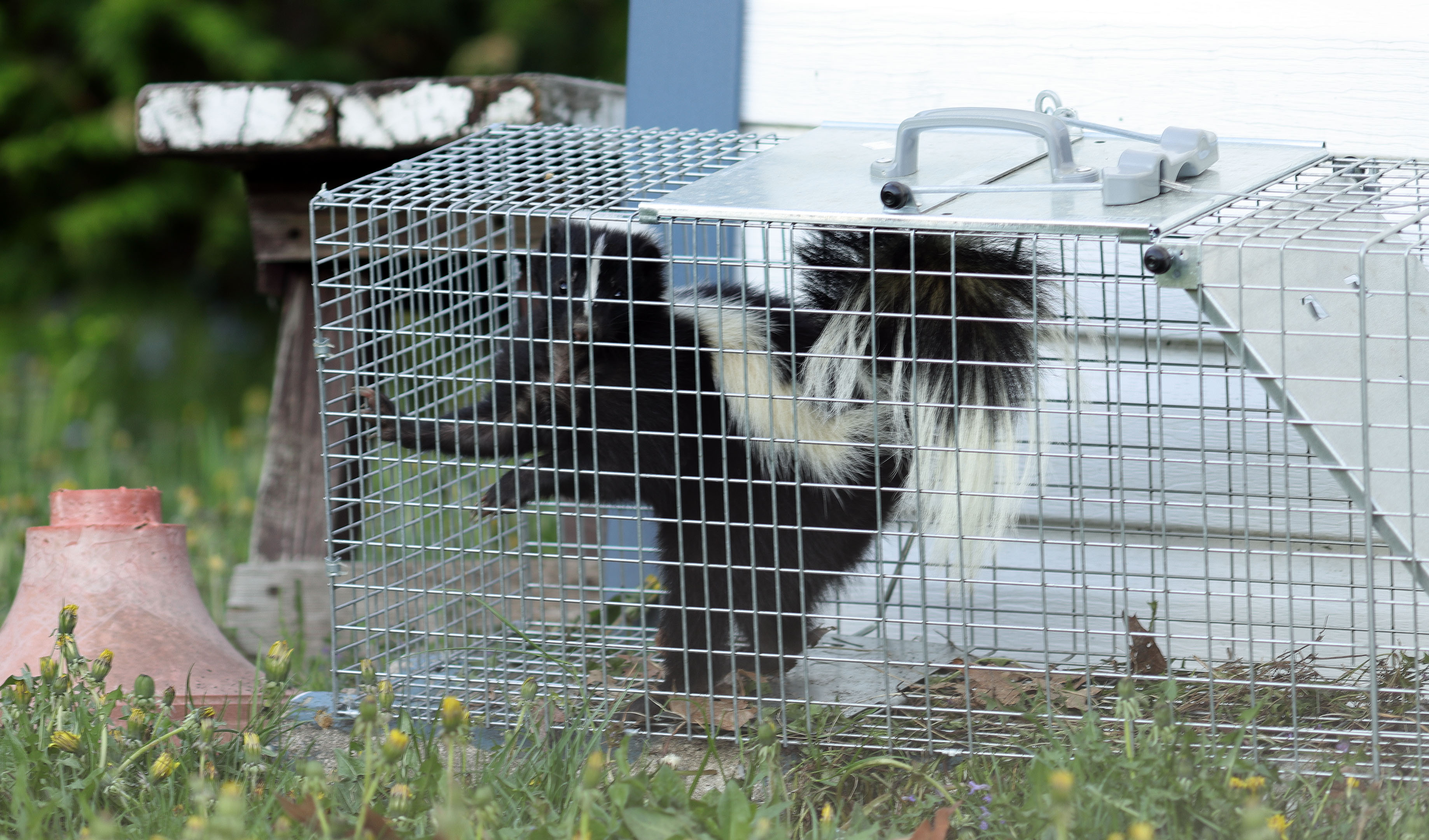 skunk_garden_shed_cage