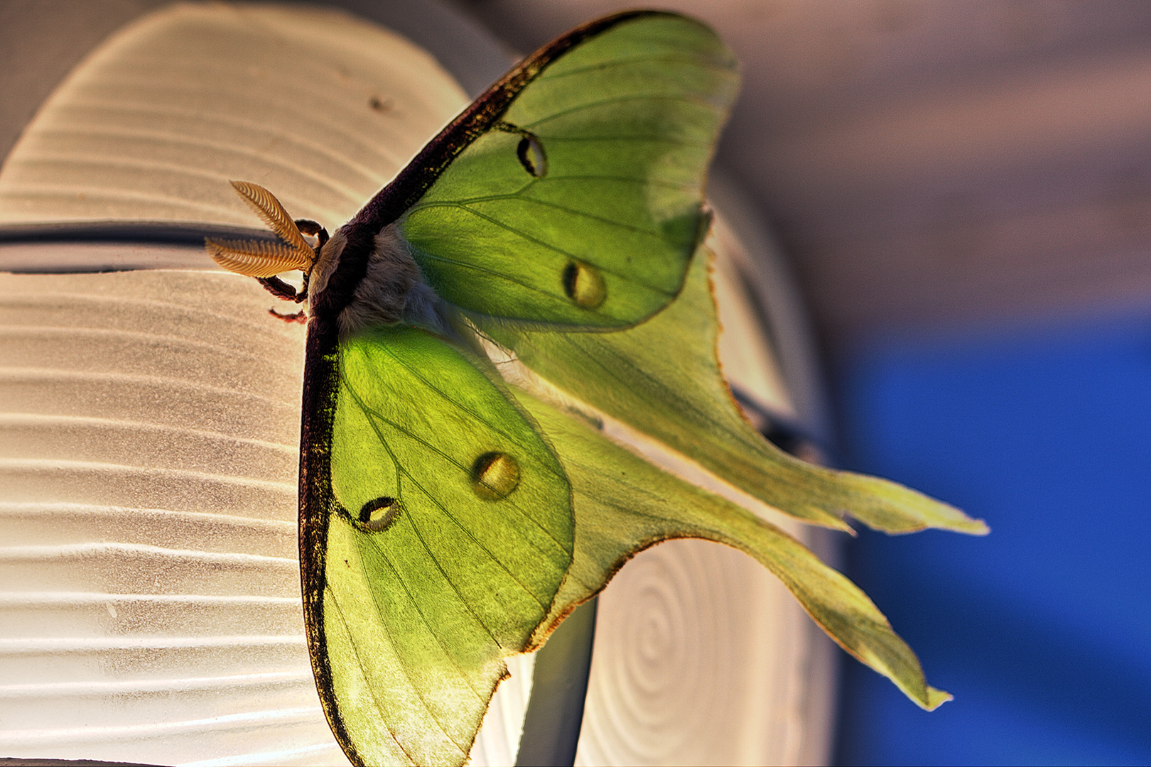 spot_green_moth