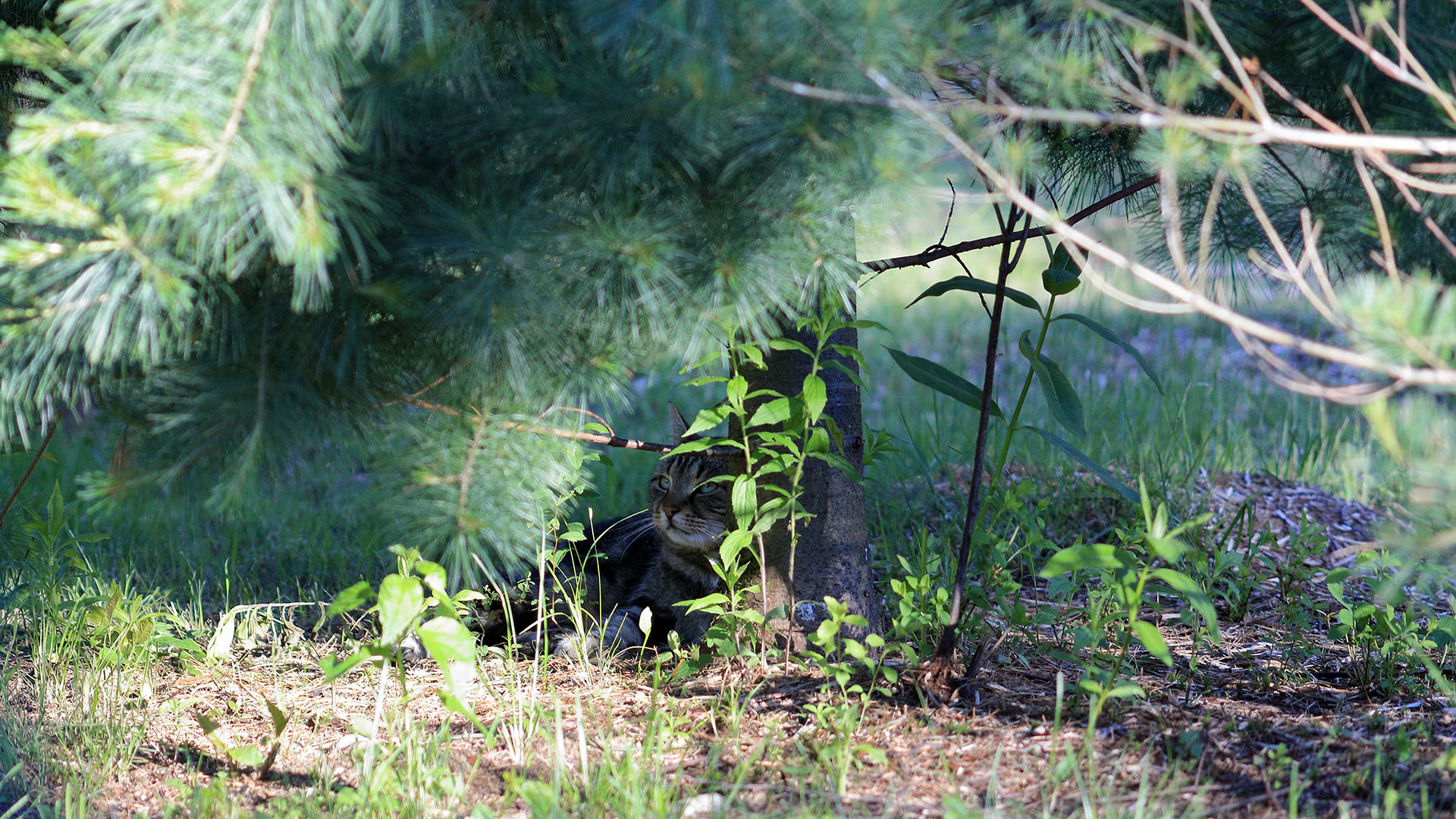 squatter_cat_backyard