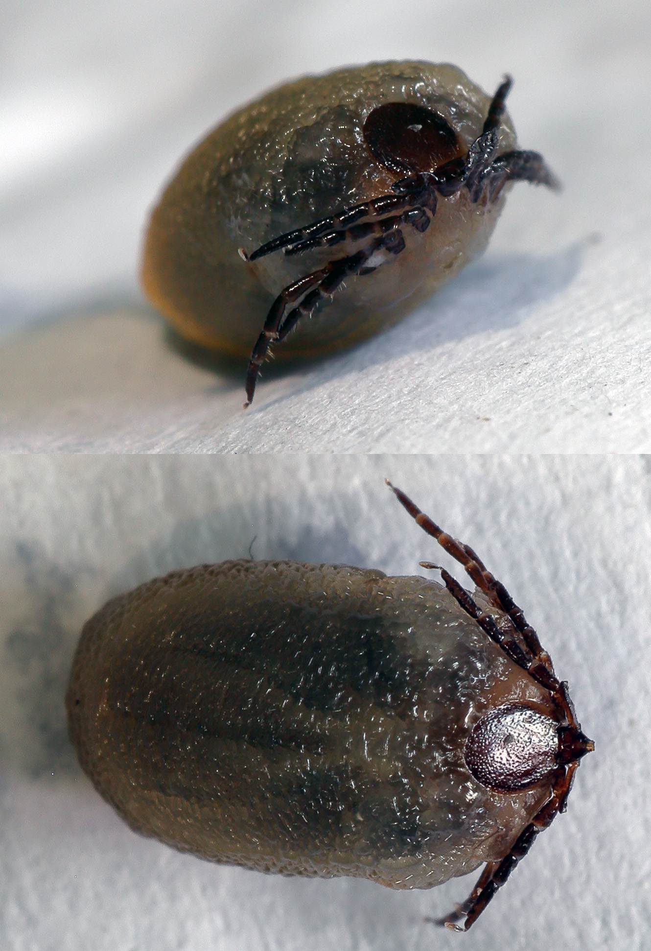 tick